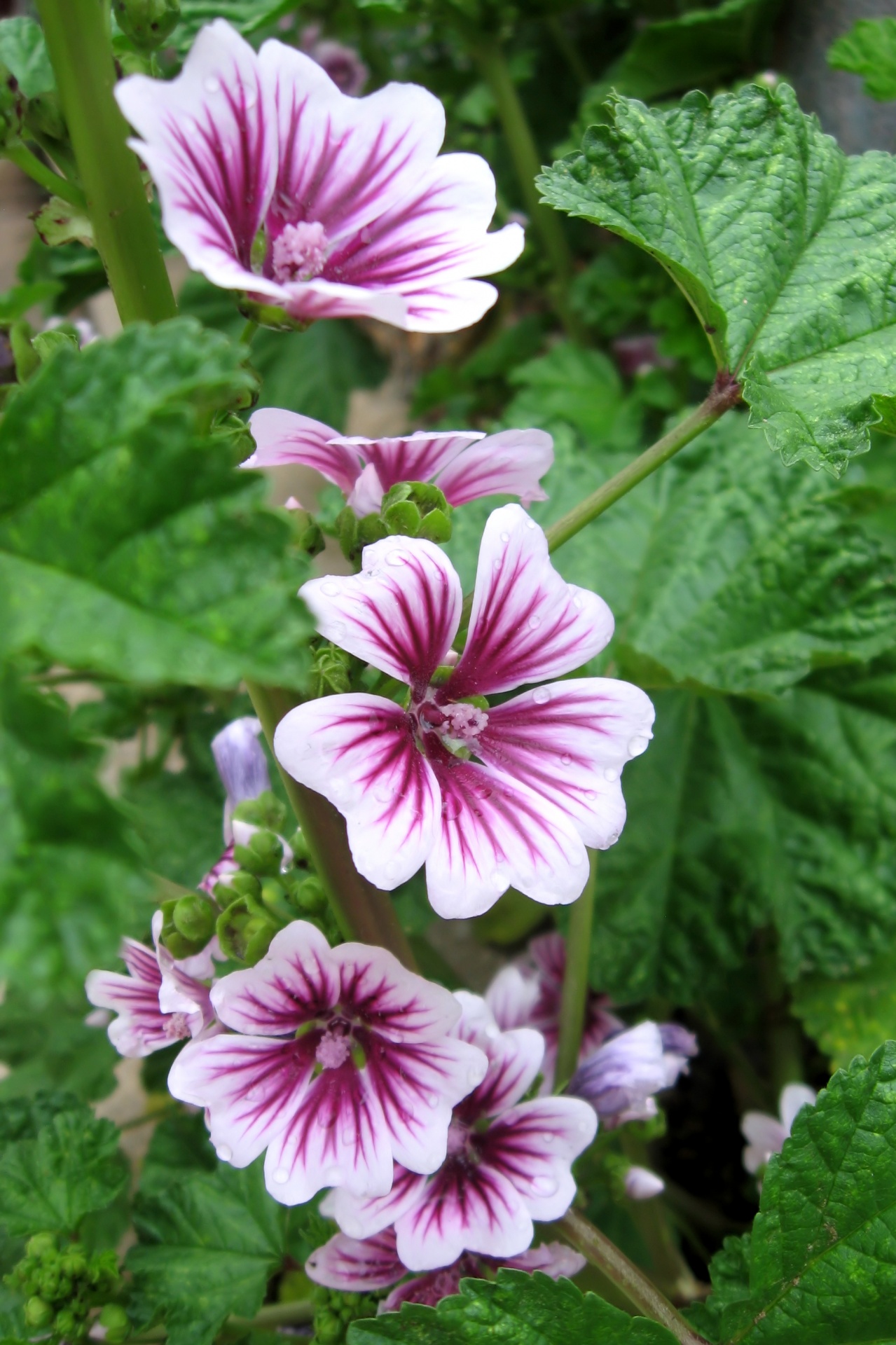 Gėlė,  Žydėti,  Žiedas,  Žydi,  Hollyhock,  Violetinė,  Balta,  Margas,  Sodas,  Augalas