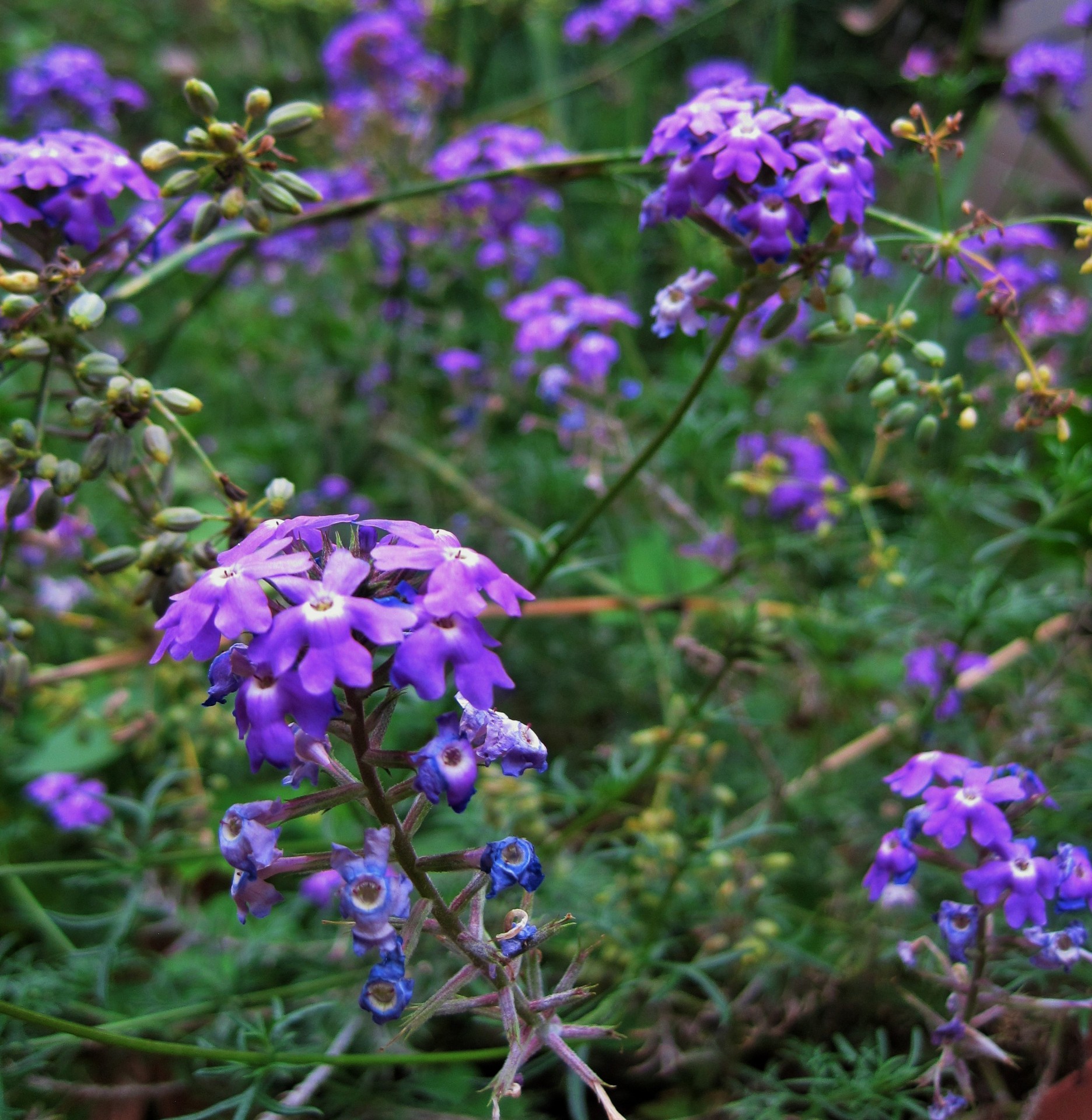 Gėlės,  Florets,  Skanėsto,  Violetinė,  Verbena,  Violetinė Verbena Sode, Nemokamos Nuotraukos,  Nemokama Licenzija