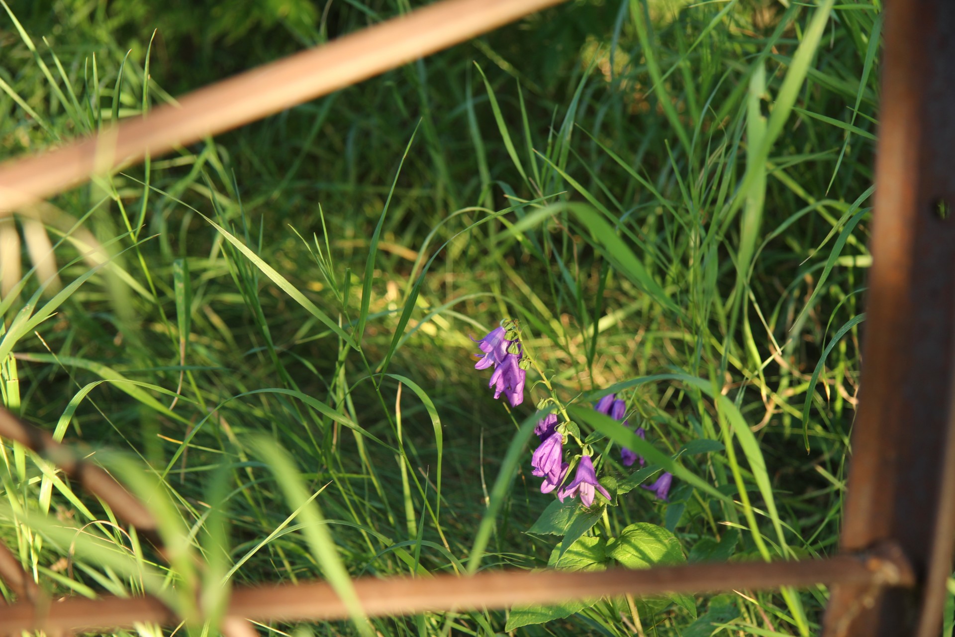 Violetinė,  Laukiniai,  Gėlės,  Ūkis,  Violetinės Laukinės Gėlės, Nemokamos Nuotraukos,  Nemokama Licenzija