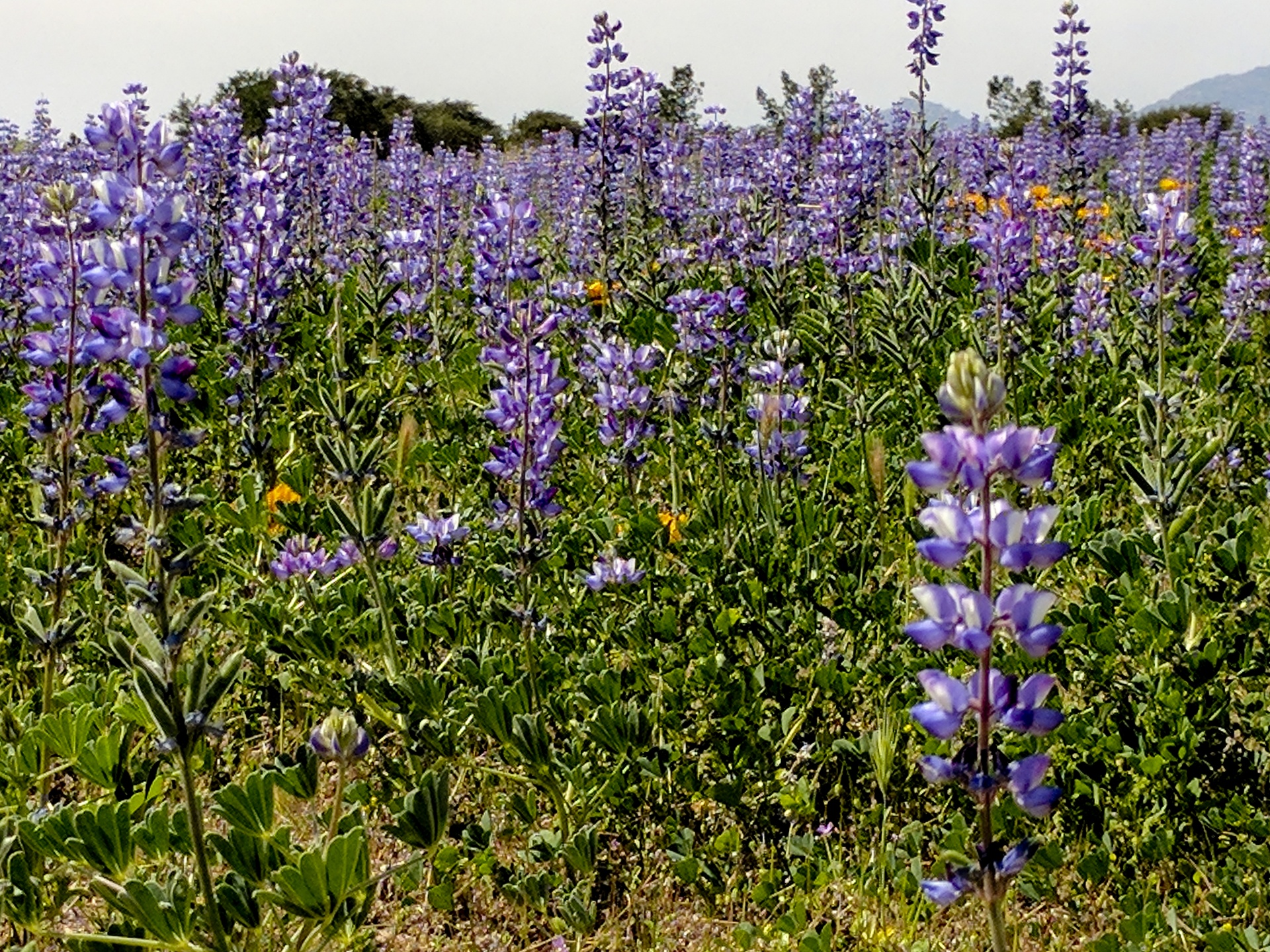 Laukinės Vasaros Spalvos,  Wildflower,  Violetinė,  Gėlė,  Gėlės,  Pavasaris,  Violetinės Laukinės Spalvos, Nemokamos Nuotraukos,  Nemokama Licenzija