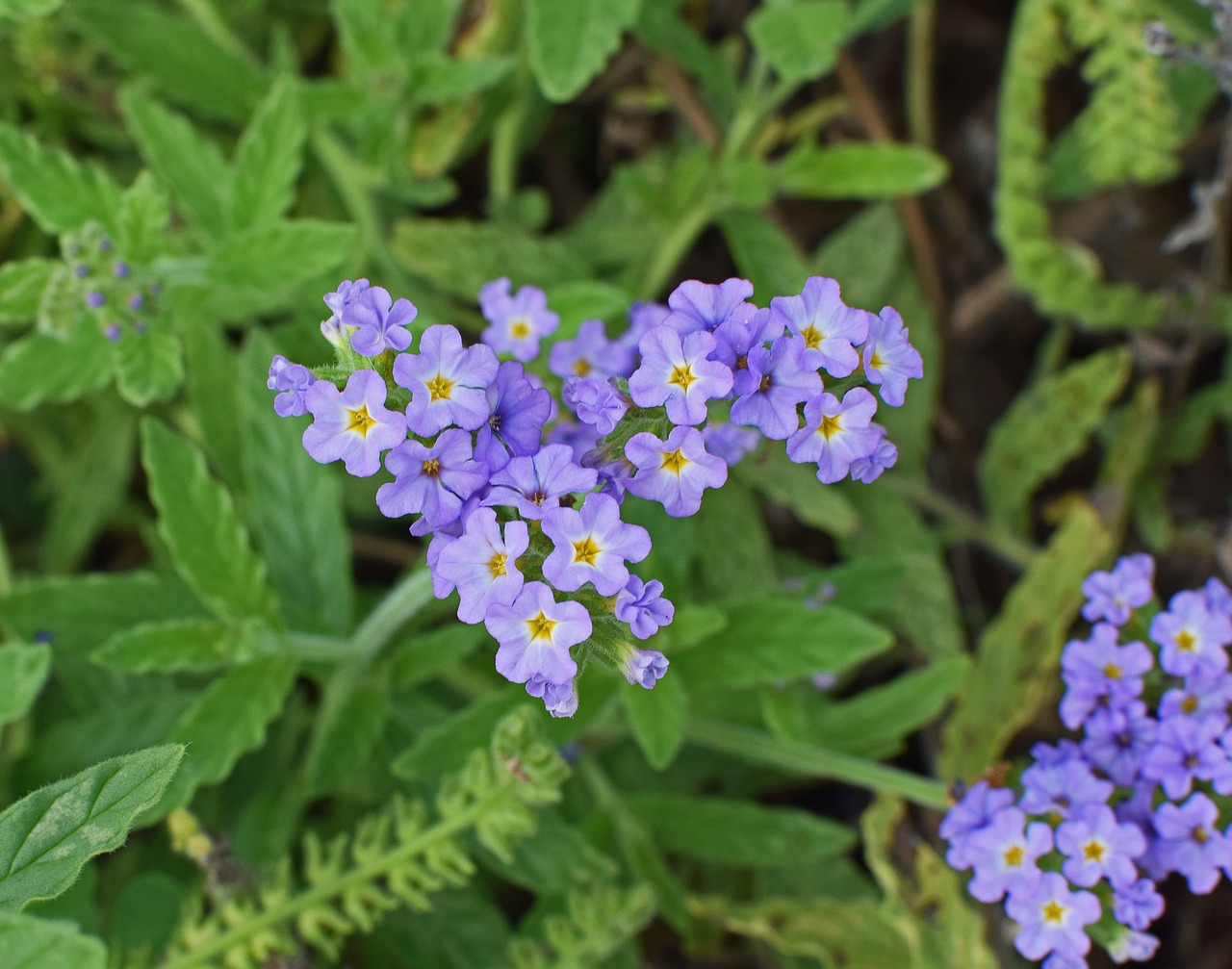 Violetinė Juodagalvis, Gėlė, Žiedas, Žydėti, Augalas, Daugiametis, Sodas, Gamta, Violetinė, Geltona