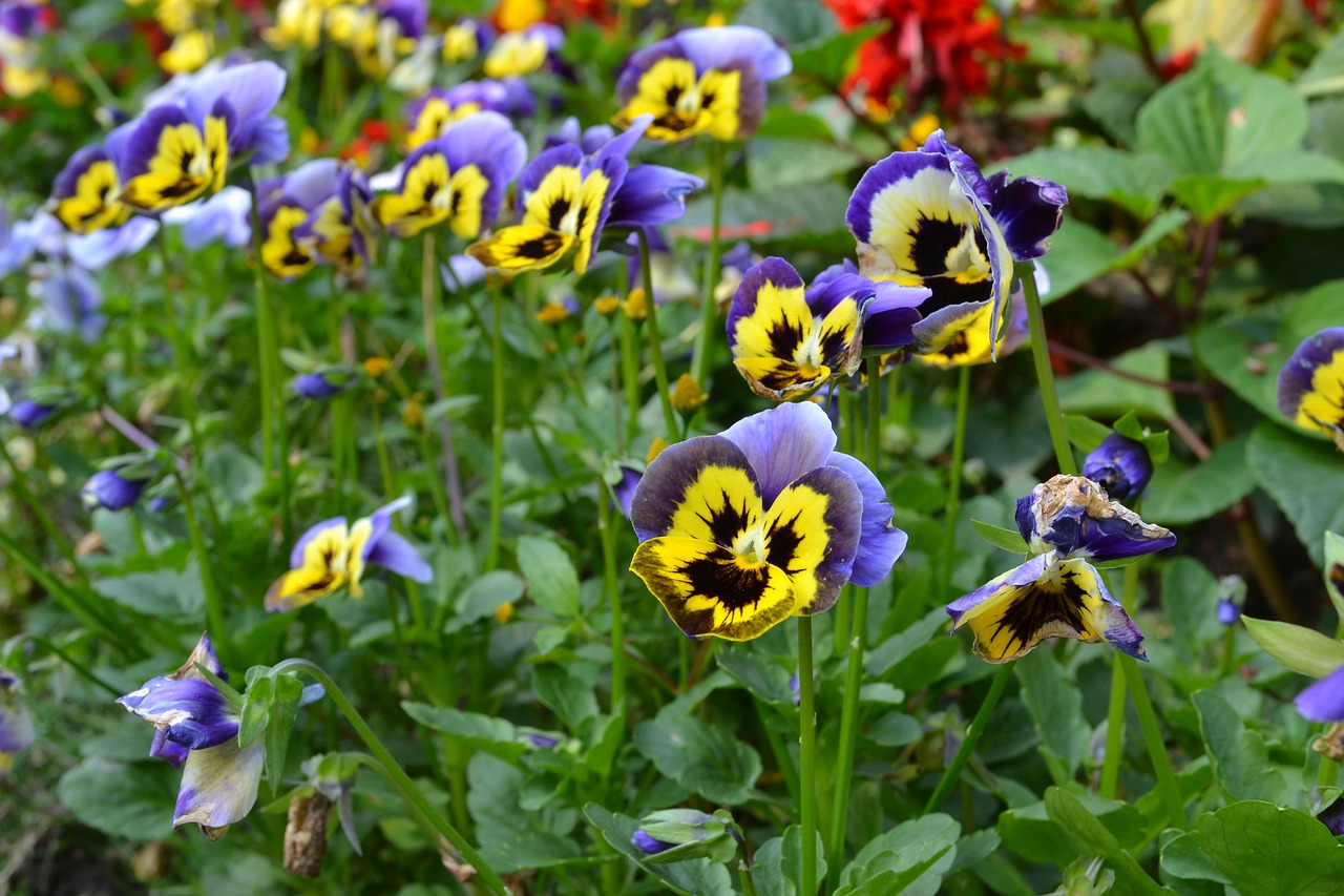 Violetiniai Geltonos Gėlės,  Guandu Budistų Šventykla,  Taipėjus,  Taivanas,  Kelionė,  Gėlės,  Flores,  Augmenija, Nemokamos Nuotraukos,  Nemokama Licenzija