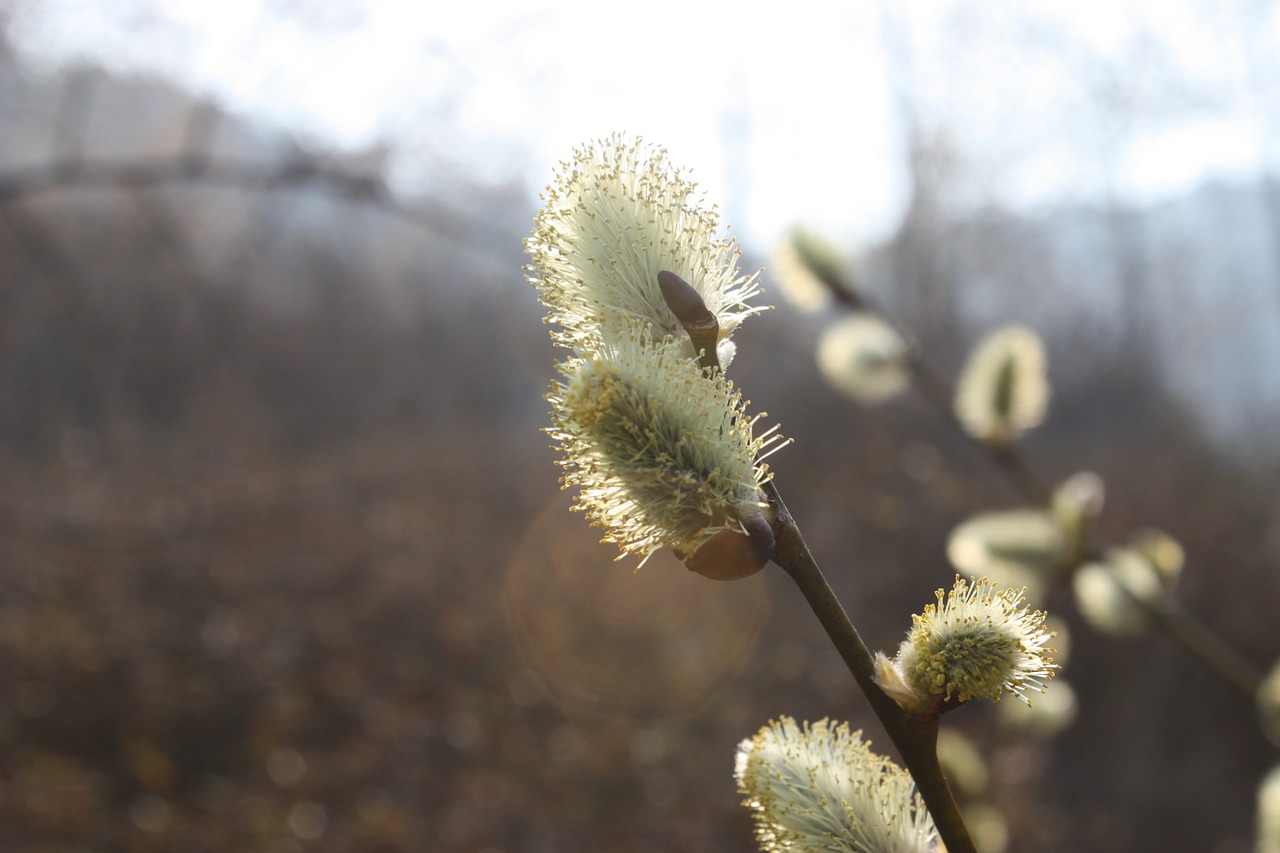 Pussywillow, Pavasario Gėlės, Šviesiai Žalia, Apšvietimas, Nemokamos Nuotraukos,  Nemokama Licenzija