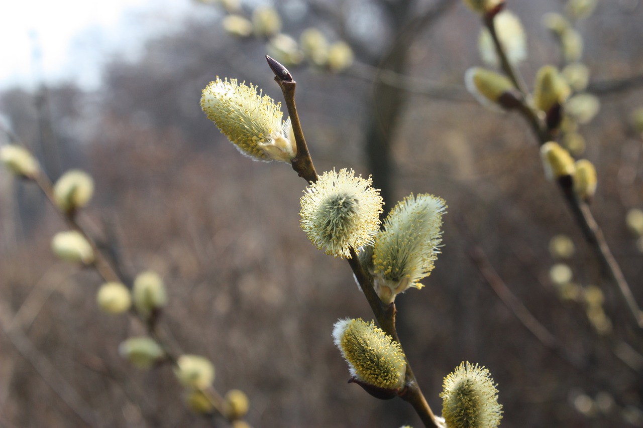 Pussywillow, Pavasario Gėlės, Šviesiai Žalia, Apšvietimas, Nemokamos Nuotraukos,  Nemokama Licenzija