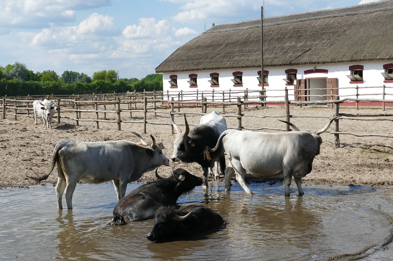 Puszta, Vengrija, Turizmas, Arkliai, Žemdirbystė, Ūkis, Flock, Tvartas, Nendrė, Jautiena