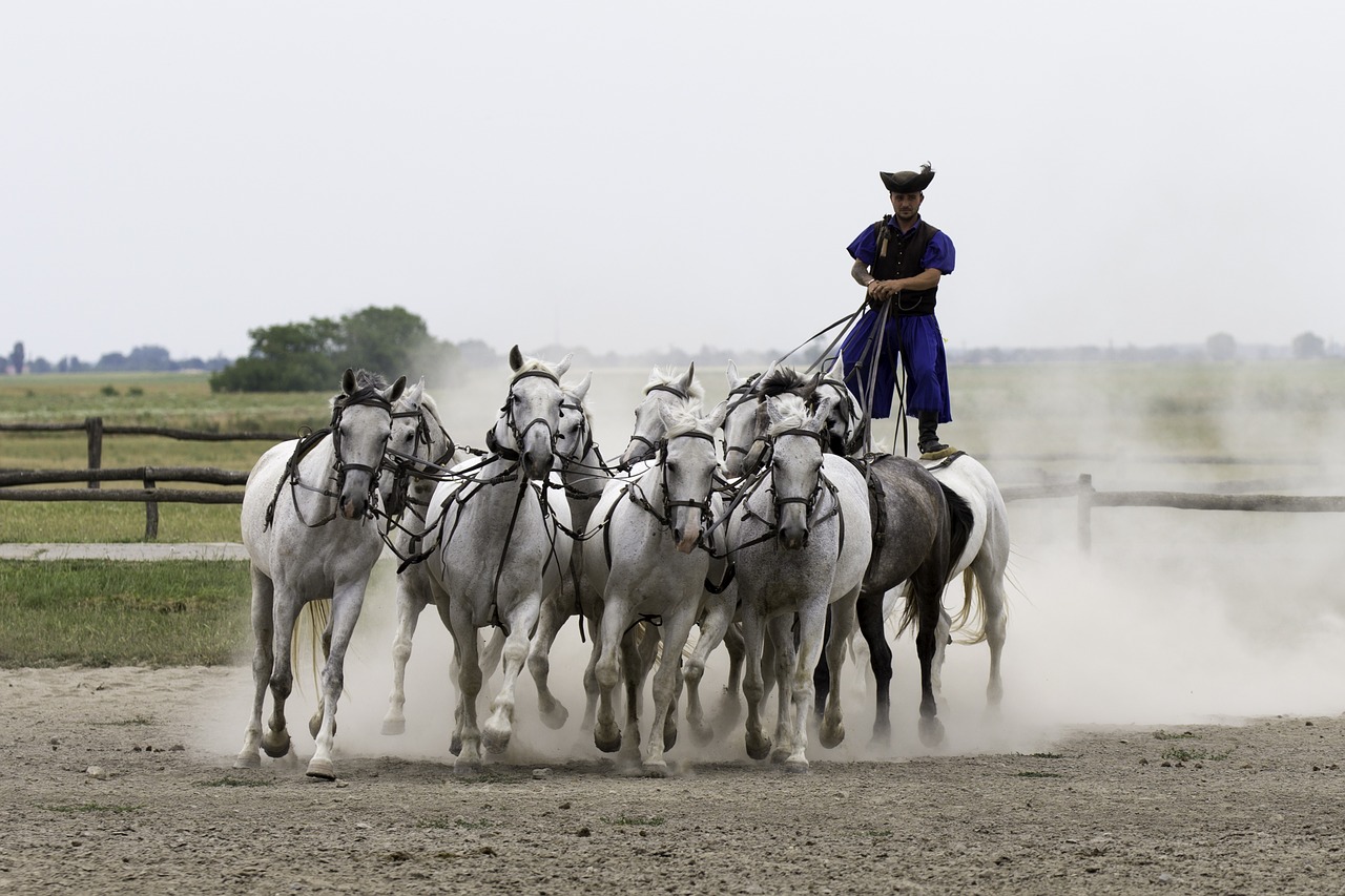 Puszta Arklių Ūkis, Vengrija, Jojimo Parodymas, 10 Žirgų Rankoje, Kolektyviai Naudojami, Stovintis Vairuotojas, Pilnas Šuolis, Dulkių Debesis, Jojimo Įgūdžius, Nemokamos Nuotraukos