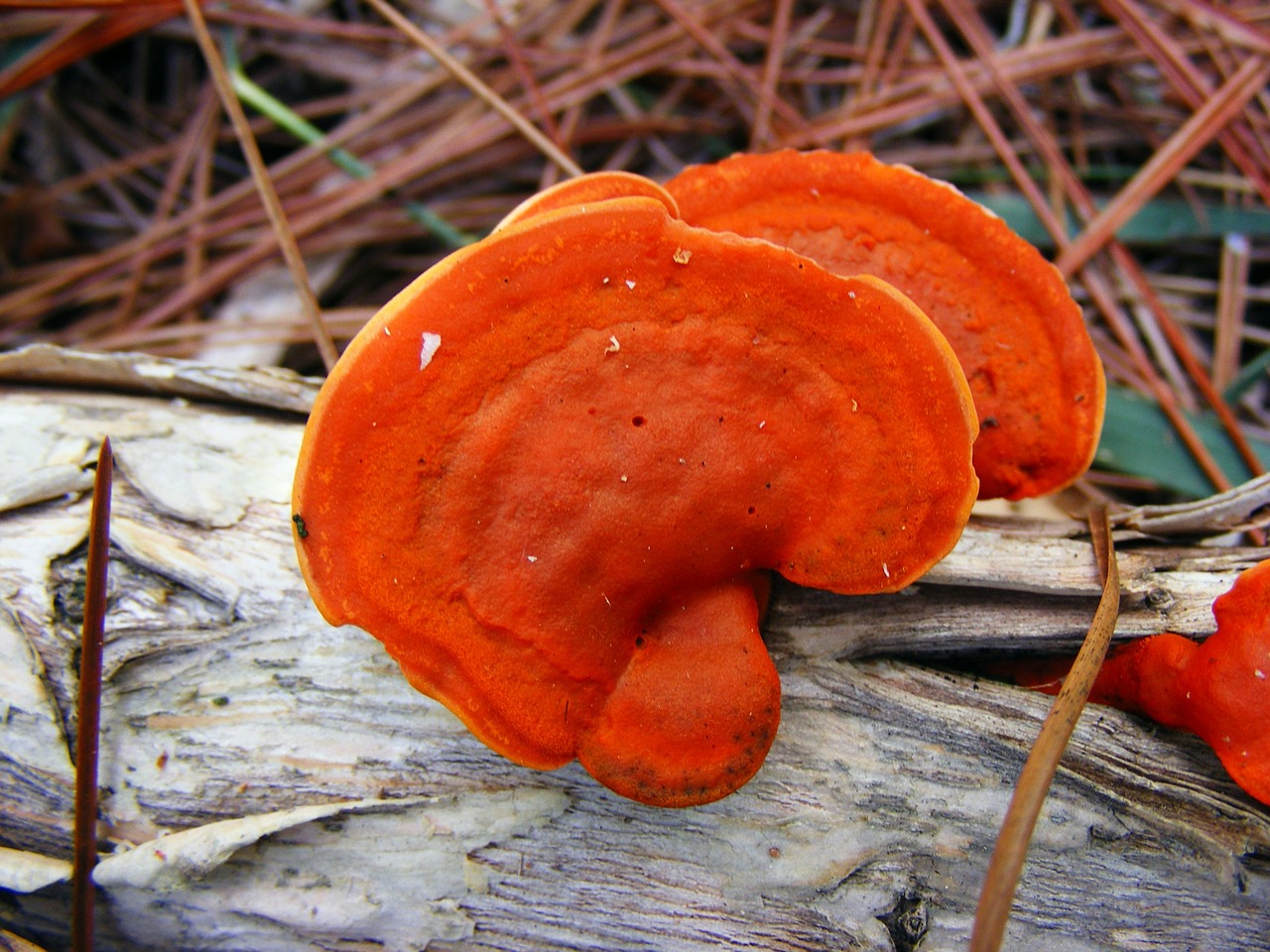 Pycnoporus Cinnabarinus, Cinnabar Polypore, Oranžinė, Lentyna, Grybelis, Lauke, Gamta, Augalas, Nemokamos Nuotraukos,  Nemokama Licenzija