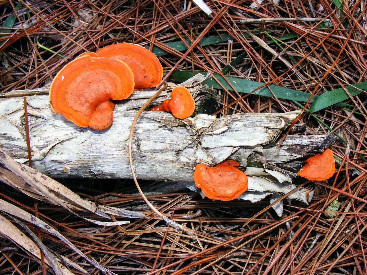 Pycnoporus Cinnabarinus, Cinnabar Polypore, Oranžinė, Lentyna, Grybelis, Lauke, Gamta, Augalas, Pušies Lapai, Filialas