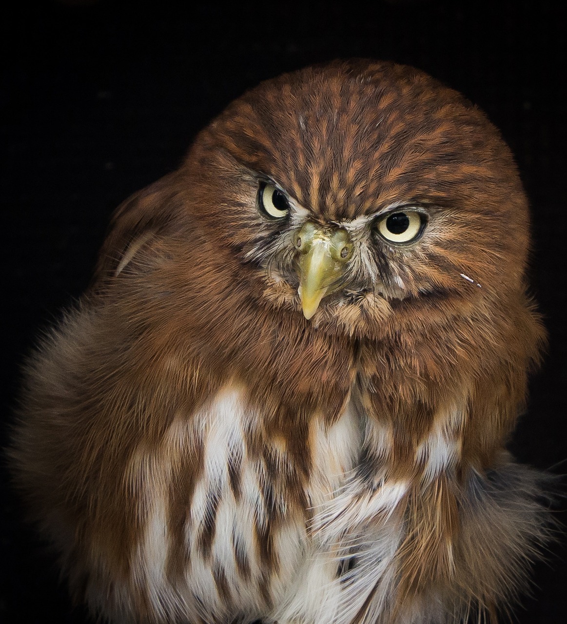 Pygmy, Pelėdos, Paukštis, Salkūnai, Gyvūnas, Plunksna, Sąskaitą, Raptoras, Gamta, Akys