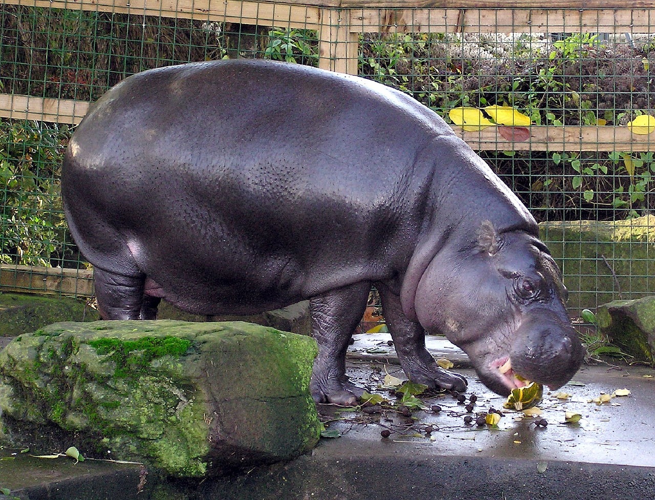 Pygmy Hippo, Pelėnas, Zoologijos Sodas, Laukinė Gamta, Gamta, Žinduolis, Riebalai, Vanduo, Bristolis, Anglija