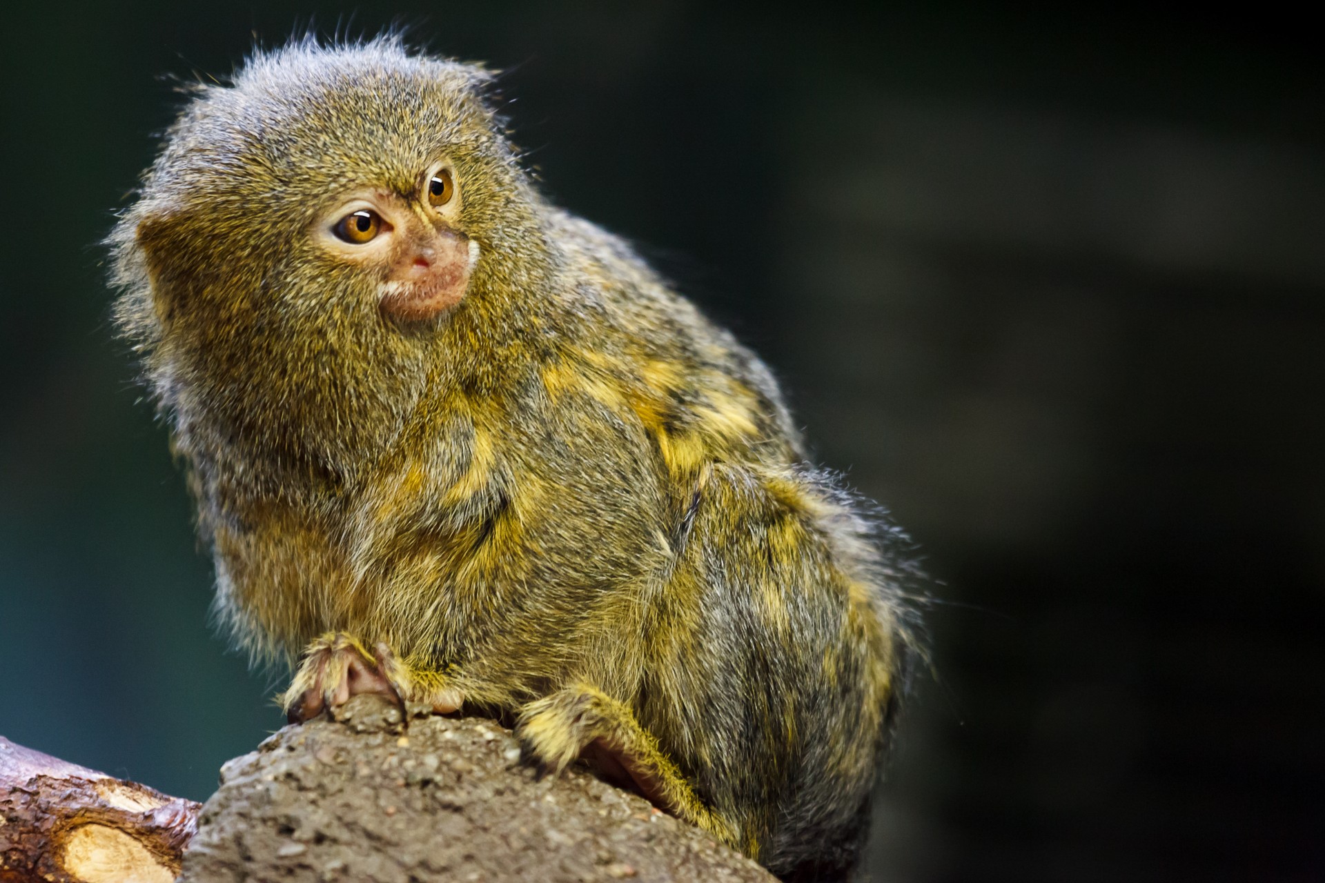 Pygmy & Nbsp,  Marmoset,  Beždžionė,  Callithrix & Nbsp,  Pygmaea,  Gyvūnas,  Primatas,  Mažas,  Ape,  Portretas