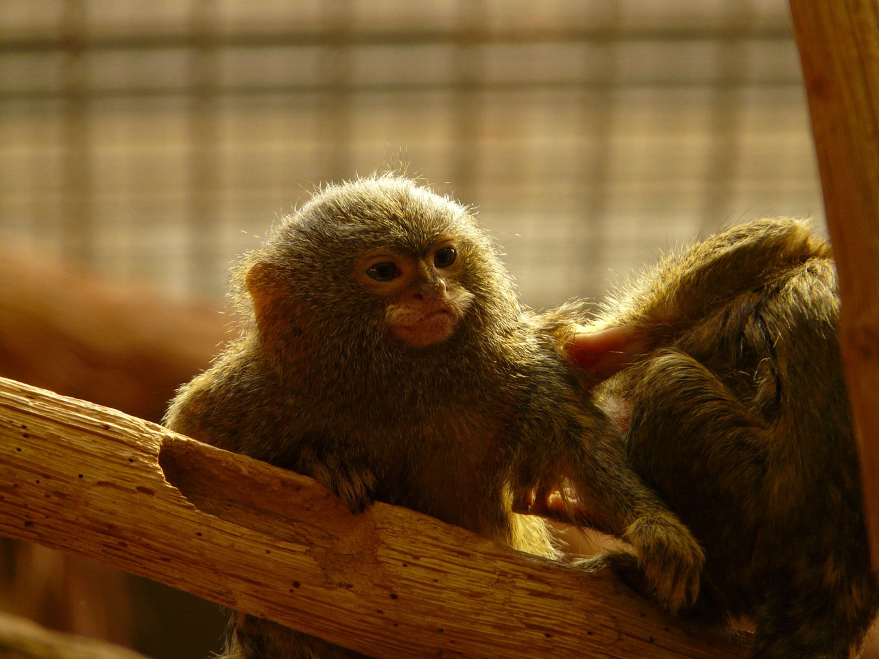 Pygmy Marmoset, Krallenaffe, Beždžionė, Gyvūnas, Padaras, Lipti, Zoologijos Sodas, Kailis, Mielas, Saldus