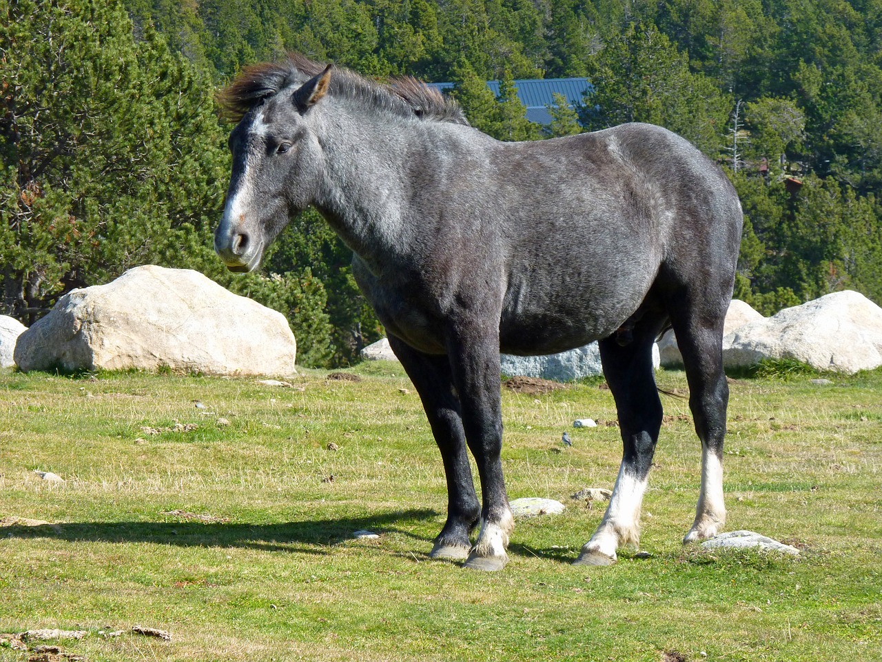 Pyrénées, Ganyklos, Arklys, Prairie, Gamta, France, Arkliai, Žalias, Ganykla, Kumeliukas