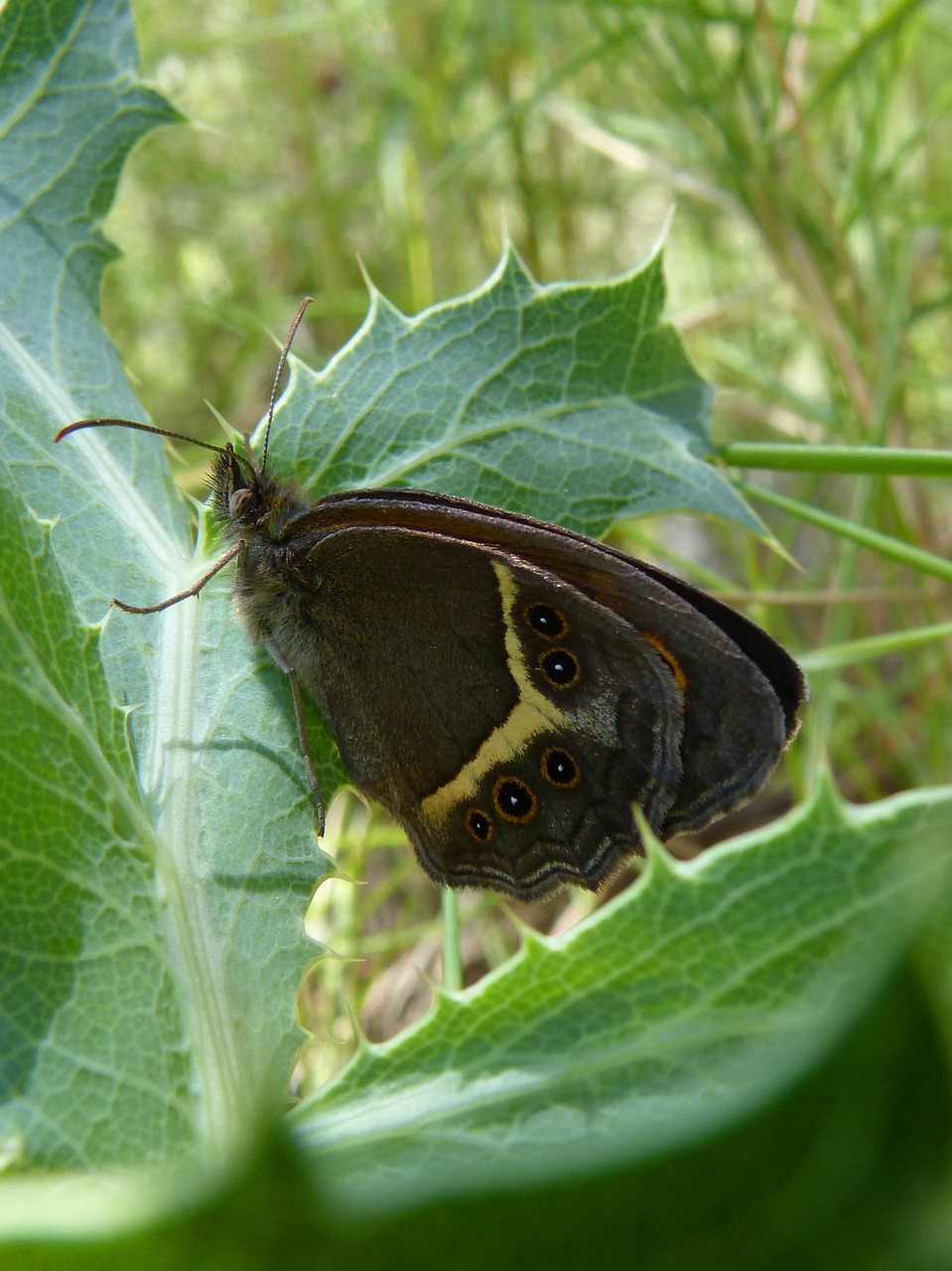 Pyronia Bathseba, Drugelis, Lobito Sąrašas, Cintada Saltabardisses, Nemokamos Nuotraukos,  Nemokama Licenzija