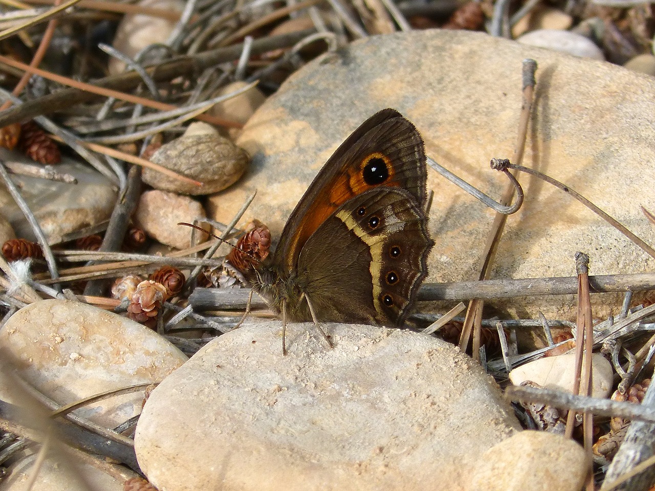 Pyronia Bathseba, Drugelis, Lobito Sąrašas, Nemokamos Nuotraukos,  Nemokama Licenzija