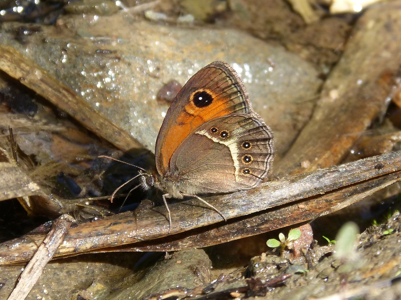 Pyronia Bathseba, Drugelis, Lobito Sąrašas, Cintada Saltabardisses, Nemokamos Nuotraukos,  Nemokama Licenzija