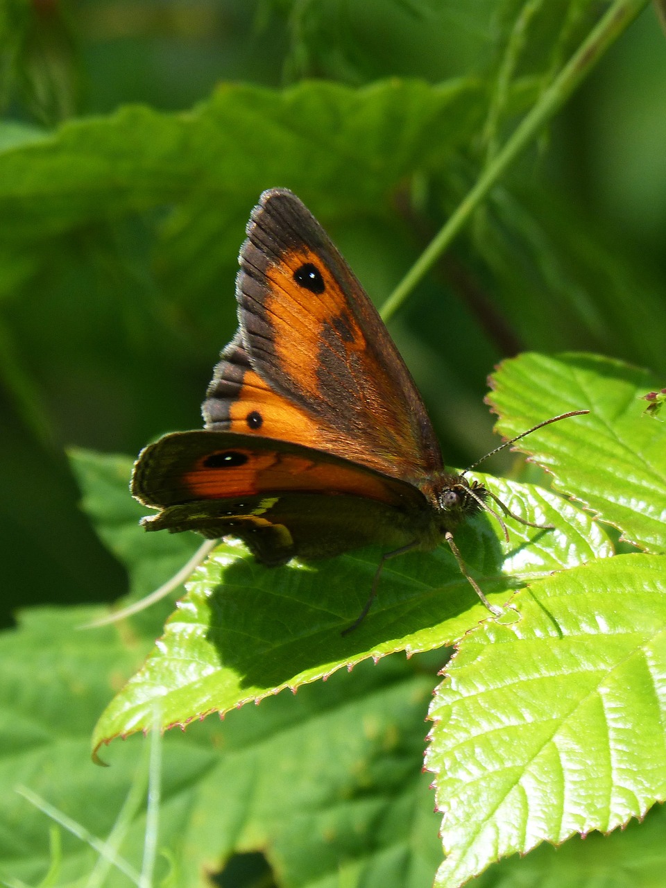 Pyronia Bathseba, Drugelis, Lobito Sąrašas, Cintada Saltabardisses, Gervuogė, Nemokamos Nuotraukos,  Nemokama Licenzija