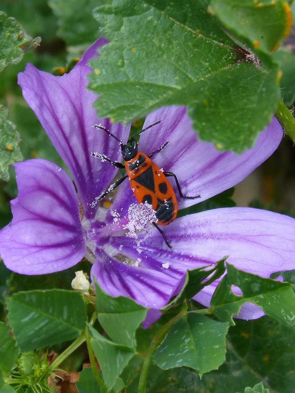 Pyrrhocoris Apterus, Gulbė Mėlyna, Xinxa Iš Jų Malves, Mallow, Žiedadulkės, Nemokamos Nuotraukos,  Nemokama Licenzija