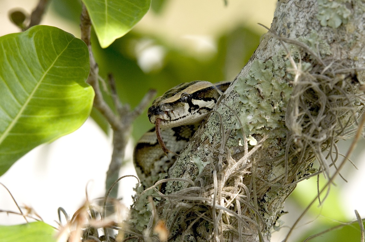 Python, Gyvatė, Burmese, Medis, Suvynioti, Laukinė Gamta, Everglades, Florida, Usa, Ropliai