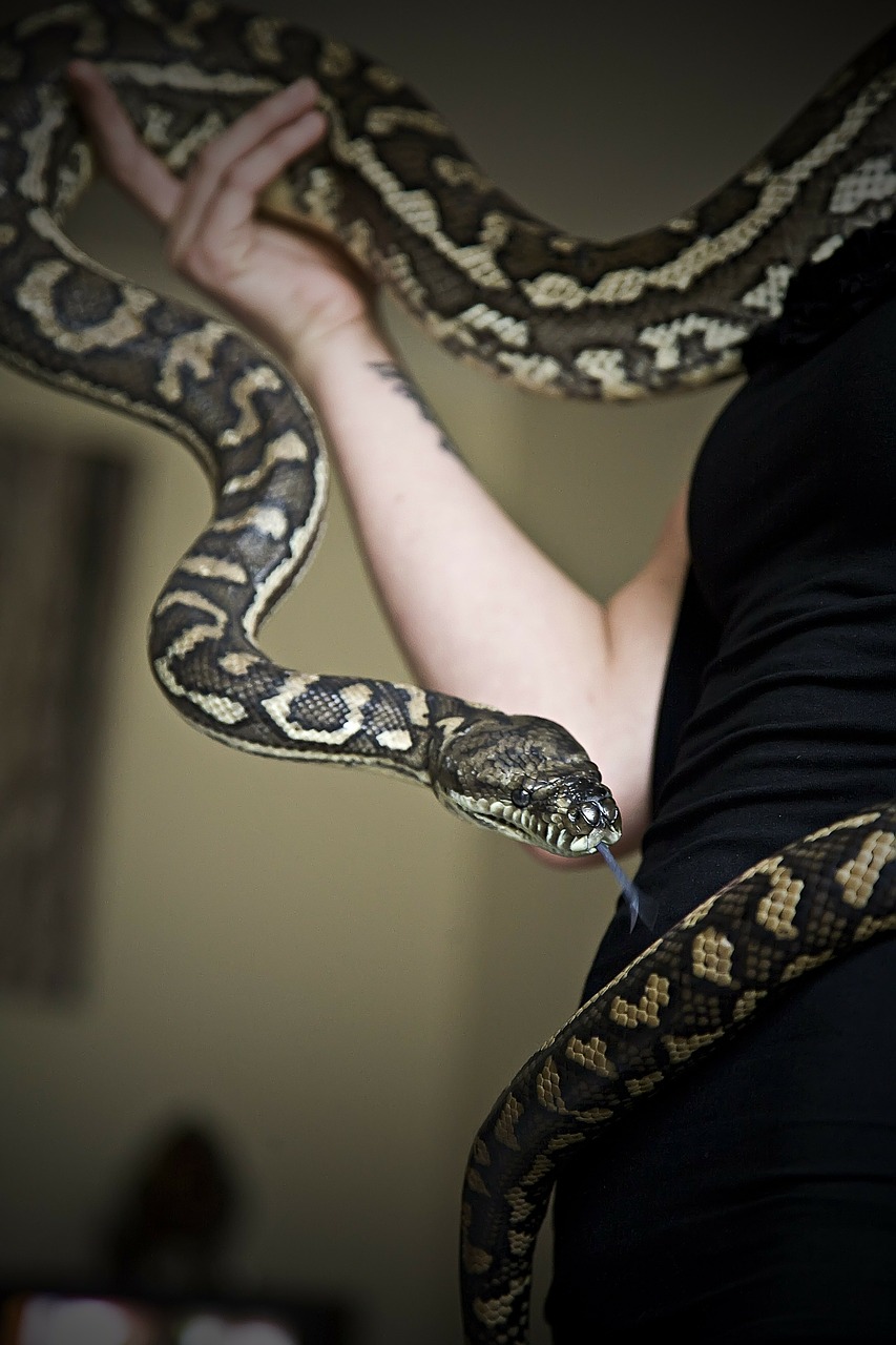 Python, Gyvatė, Naminis Gyvūnėlis, Gyvūnas, Snakehead, Košmarai, Nemokamos Nuotraukos,  Nemokama Licenzija