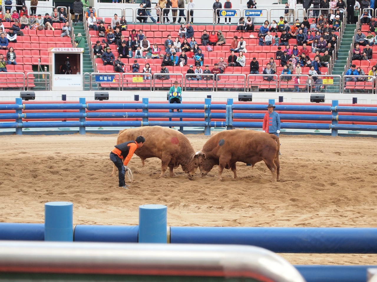 Čingdao Karvė Kovoja, Čingdao, Karvė, Nemokamos Nuotraukos,  Nemokama Licenzija