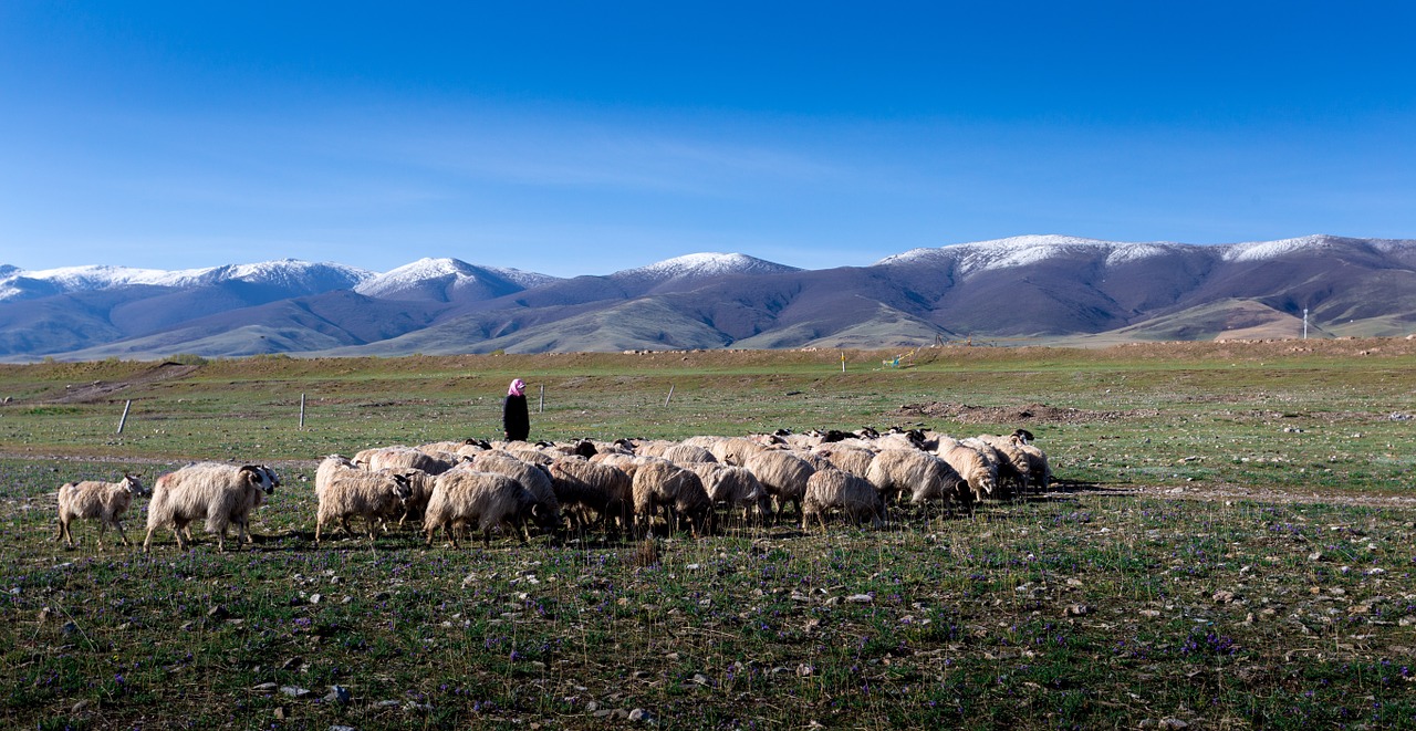 Činghai Ežeras, Xiningas, Gansu Provincija, Nemokamos Nuotraukos,  Nemokama Licenzija