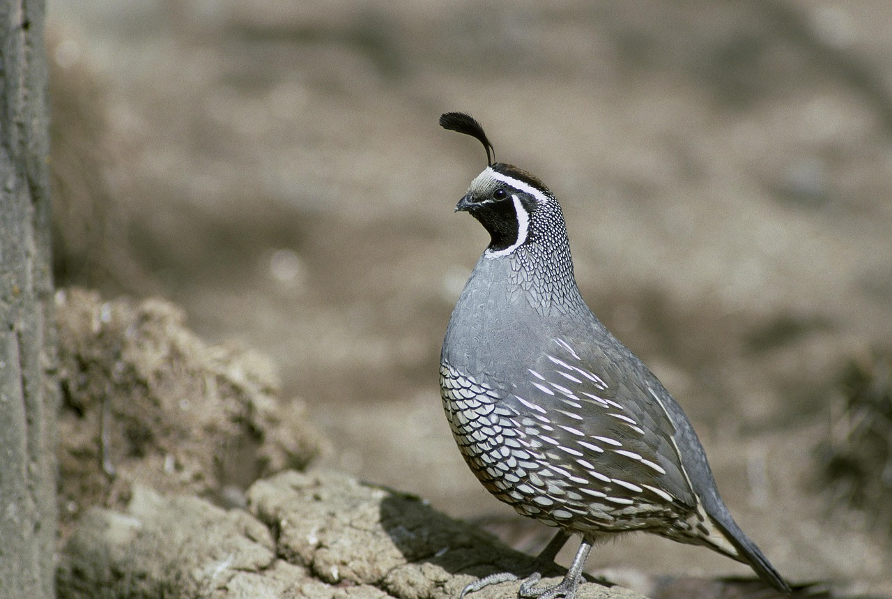 Putpelės, Paukščiai, Kalifornija, Gyvūnas, Fauna, Nemokamos Nuotraukos,  Nemokama Licenzija