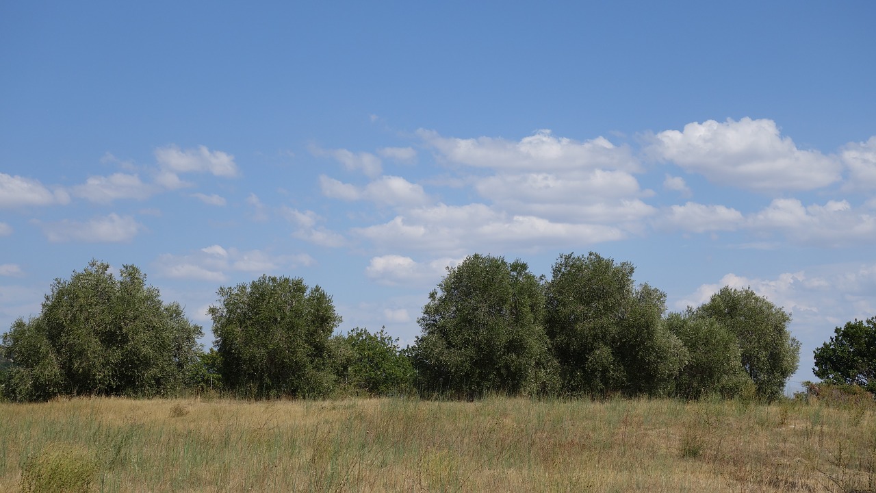 Akmens Ąžuolo, Medis, Quercus Ilex, Viduržemio Jūros, Augalas, Gamta, Italy, Nemokamos Nuotraukos,  Nemokama Licenzija