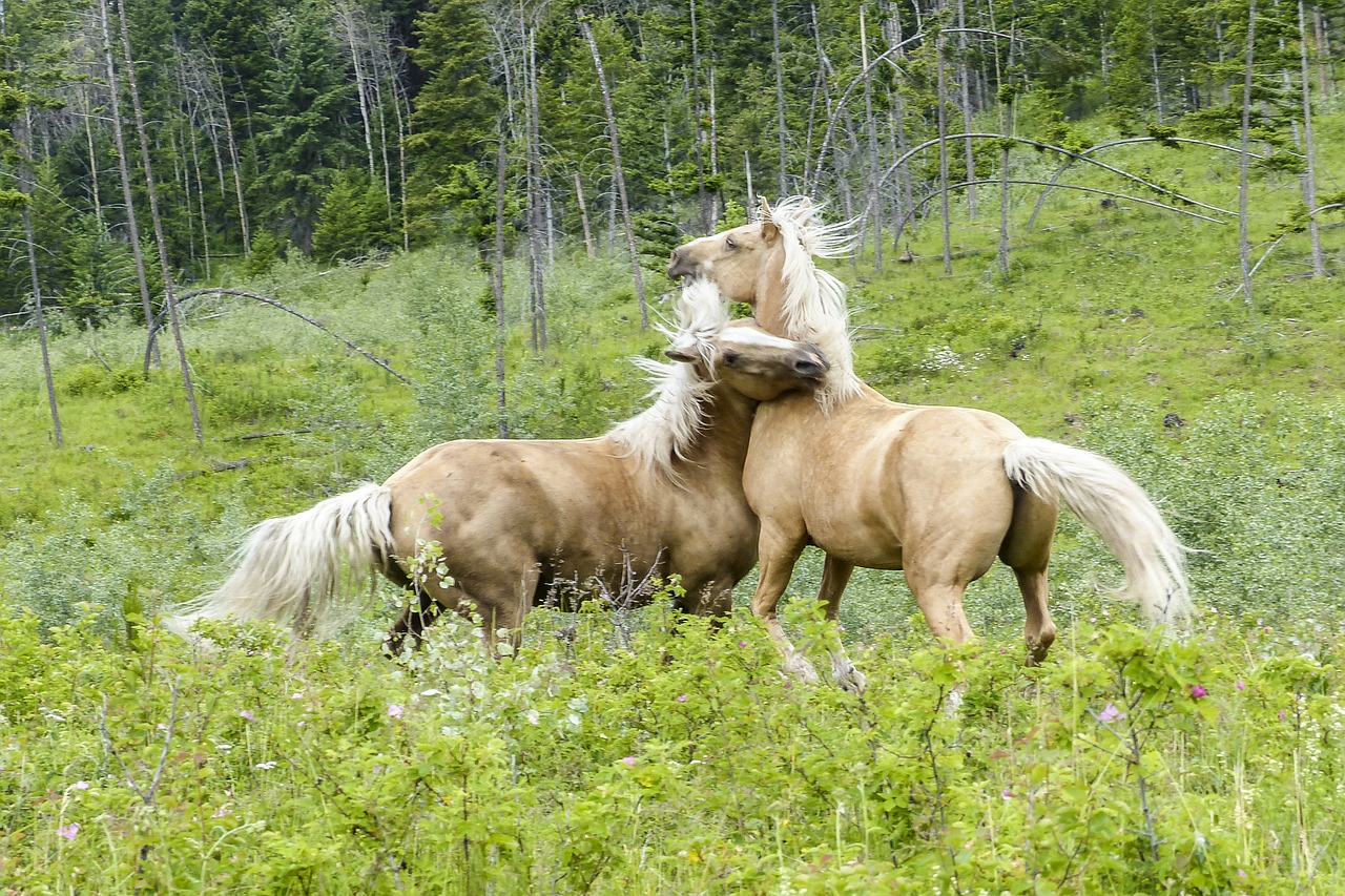 Ketvirtis Arklio, Kovos, Žinduolis, Arkliai, Gyvūnas, Laukiniai, Laukinė Gamta, Ūkio Gyvūnai, Jaunas, Ruda