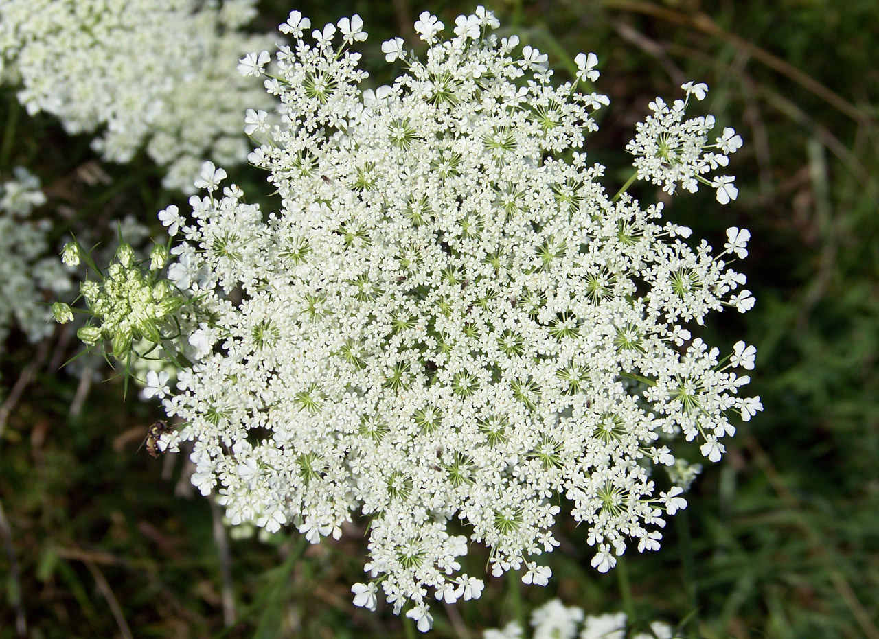 Karalienė,  Anne,  Nėriniai,  Piktžolių,  Gėlė,  Karalienės Anne Nėriniai, Nemokamos Nuotraukos,  Nemokama Licenzija