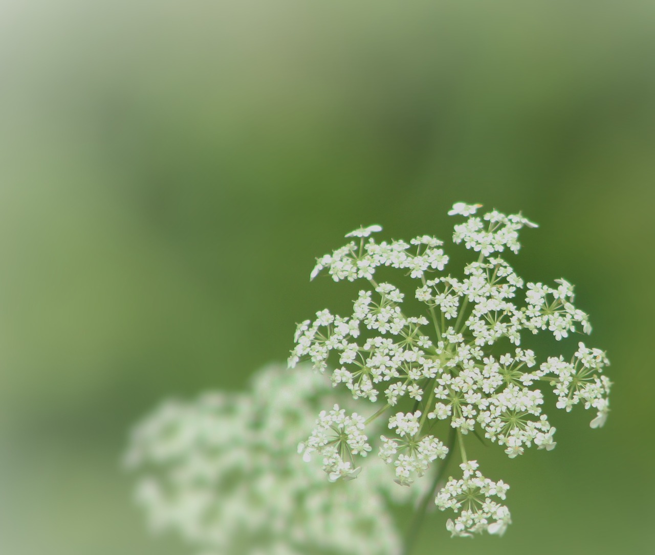 Karalienės Anne Nėriniai, Žalias, Gėlė, Žydėti, Miškai, Augalas, Balta, Wildflower, Natūralus, Nemokamos Nuotraukos