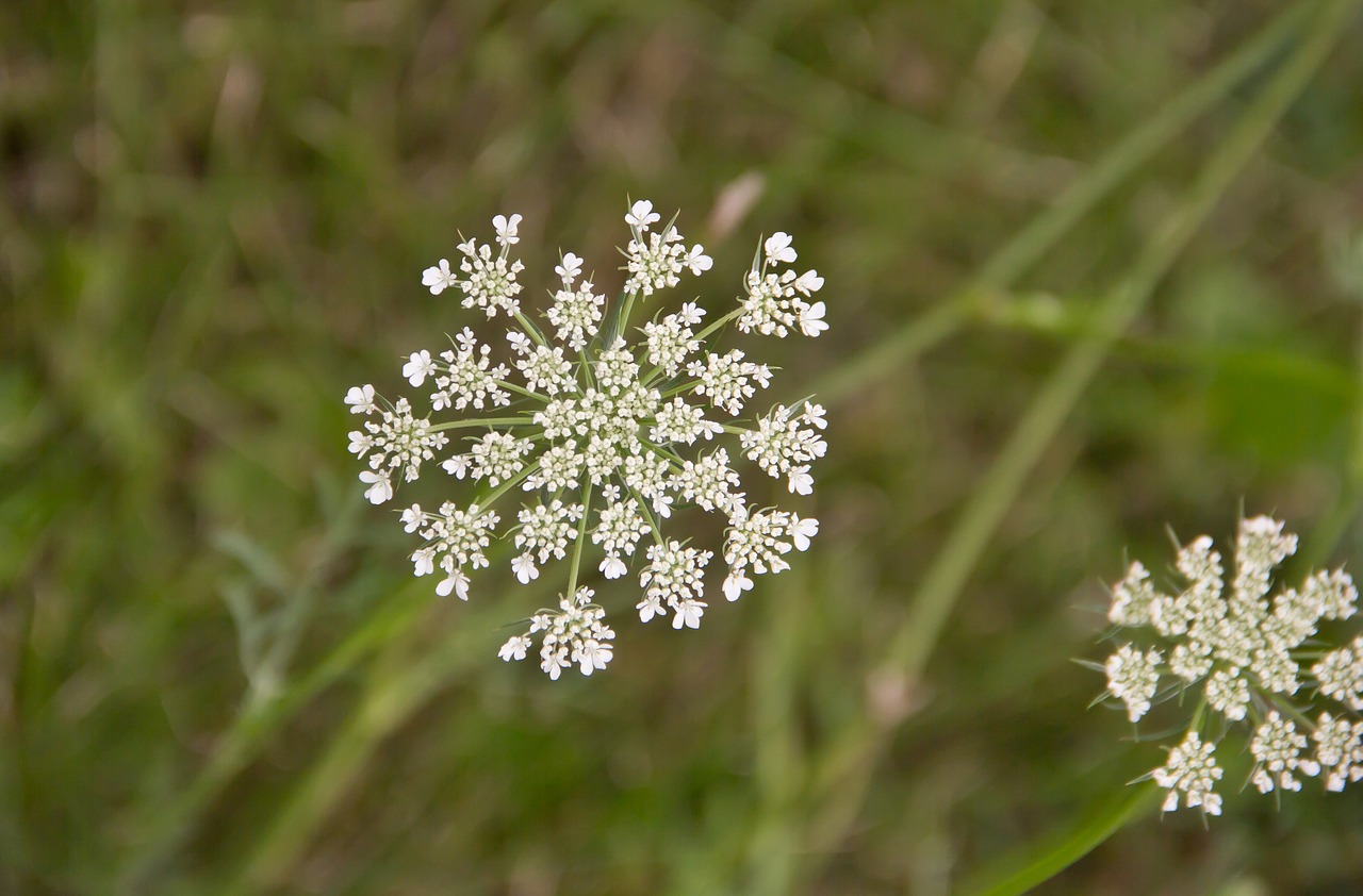 Queen Anne Nėrinių,  Pobūdį,  Piktžolių,  Wildflower,  Vasara,  Aplinka,  Lauke,  Augalų,  Žiedas,  Gėlė