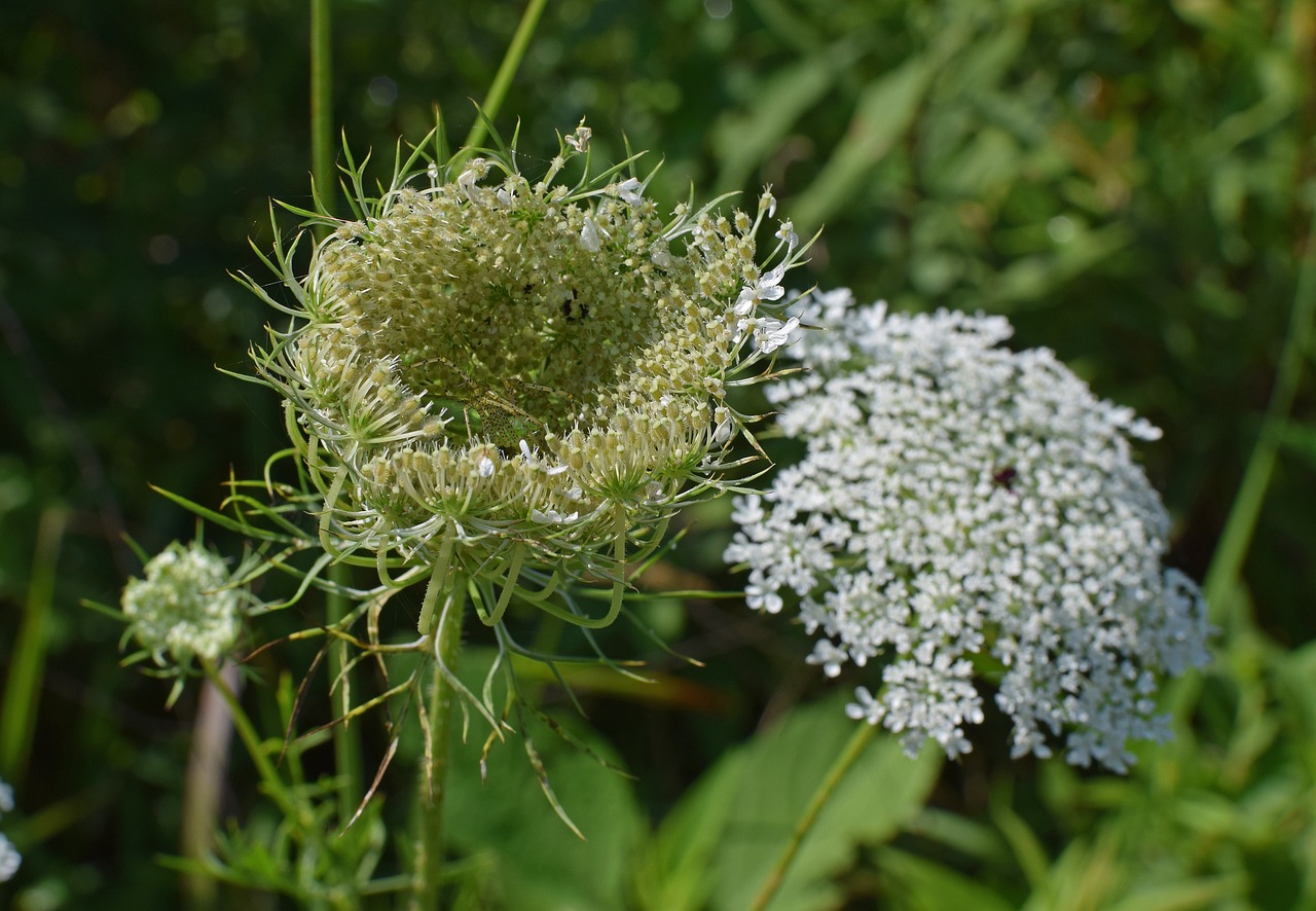 Karalienės Anne Nėrinių Budo Atidarymas, Žalias Lizdo Voras, Kamufliažas, Arachnid, Gyvūnas, Budas, Wildflower Gėlė, Žiedas, Žydėti, Augalas