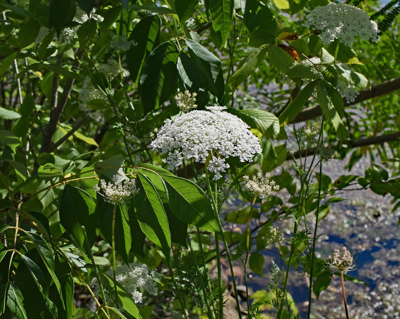 Karalienės Anne Nėriniai Su Vabzdžiais, Goldenrod Karo Vabalas, Isp, Vabzdys, Gyvūnas, Apdulkintojas, Wildflower Gėlė, Žiedas, Žydėti, Augalas