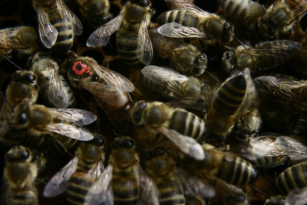 Bitė Motinėlė, Bitės, Bitininkystė, Medus Bitės, Korio Rupiniai, Karalienė, Avilys, Avilys, Carnica, Vabzdys