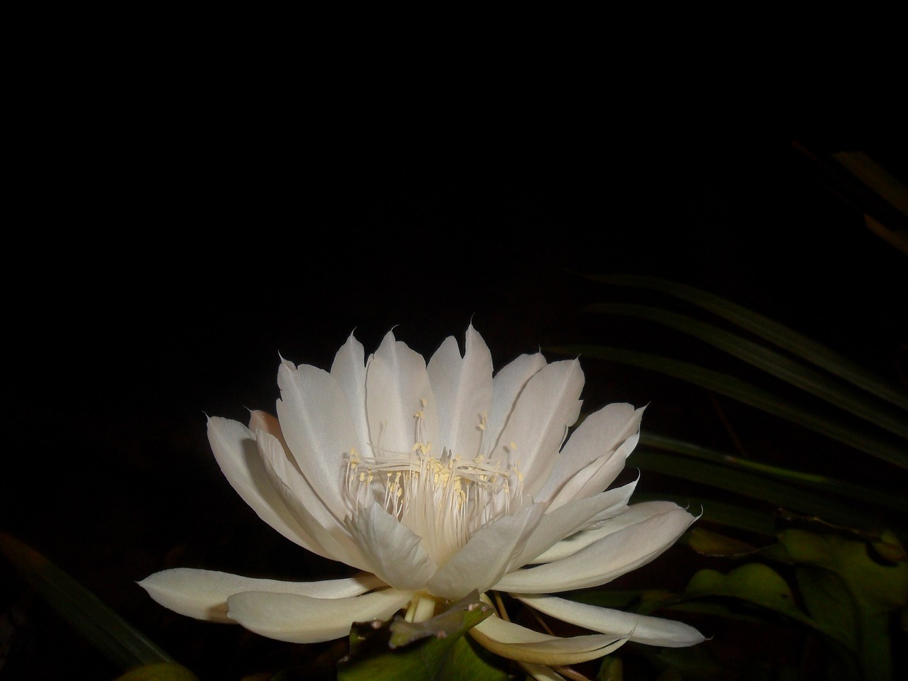 Nakties Karalienė, Balta Gėlė, Kaktusas, Pitahaya, Naktis, Nemokamos Nuotraukos,  Nemokama Licenzija