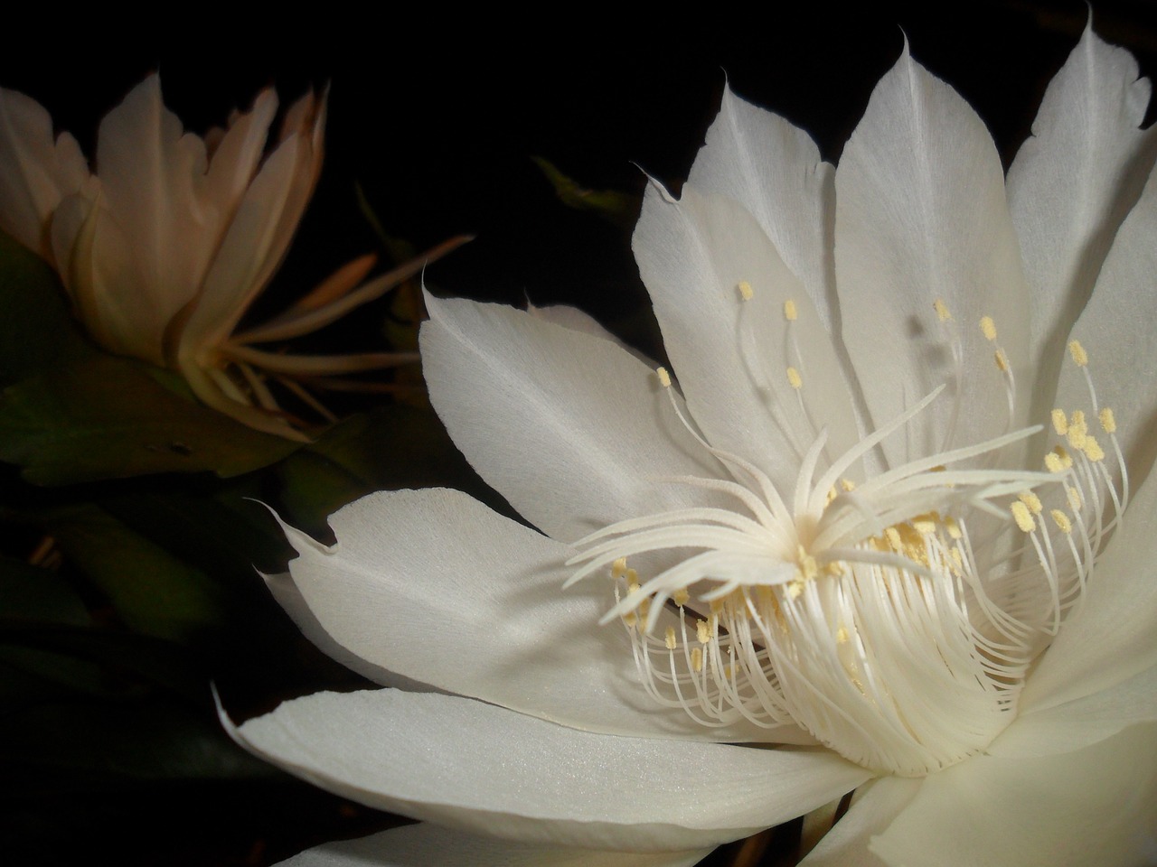 Nakties Karalienė, Balta Gėlė, Kaktusas, Pitahaya, Nemokamos Nuotraukos,  Nemokama Licenzija