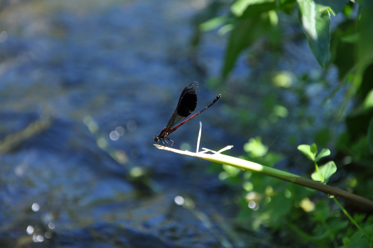 Quentin Chong, Damselfly, Vandens Vabzdžiai, Nemokamos Nuotraukos,  Nemokama Licenzija