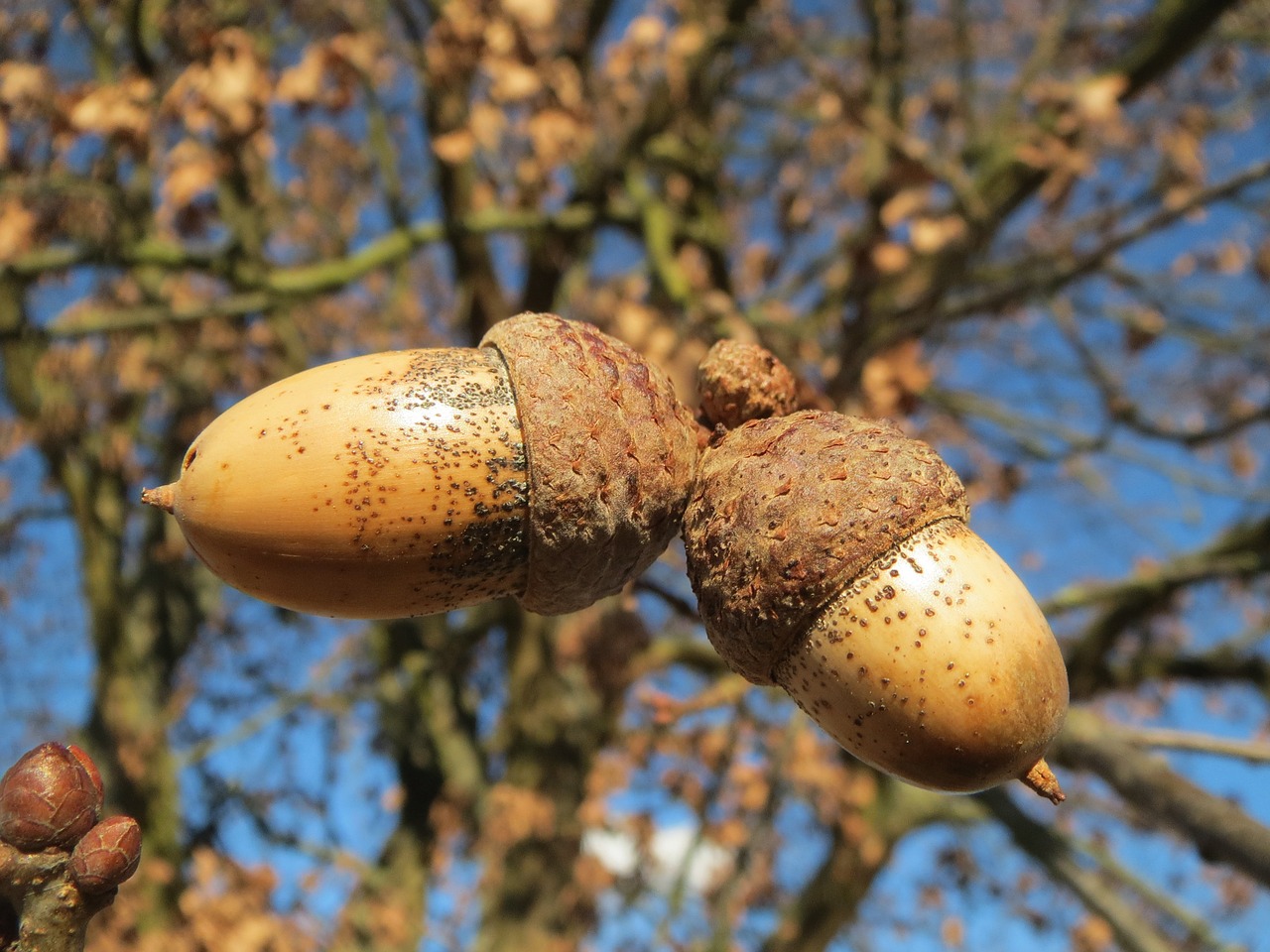 Quercus Robur, Angliškas Ąžuolas, Ąžuolas, Prancūziškas Ąžuolas, Gilės, Vaisiai, Medis, Flora, Botanika, Augalas