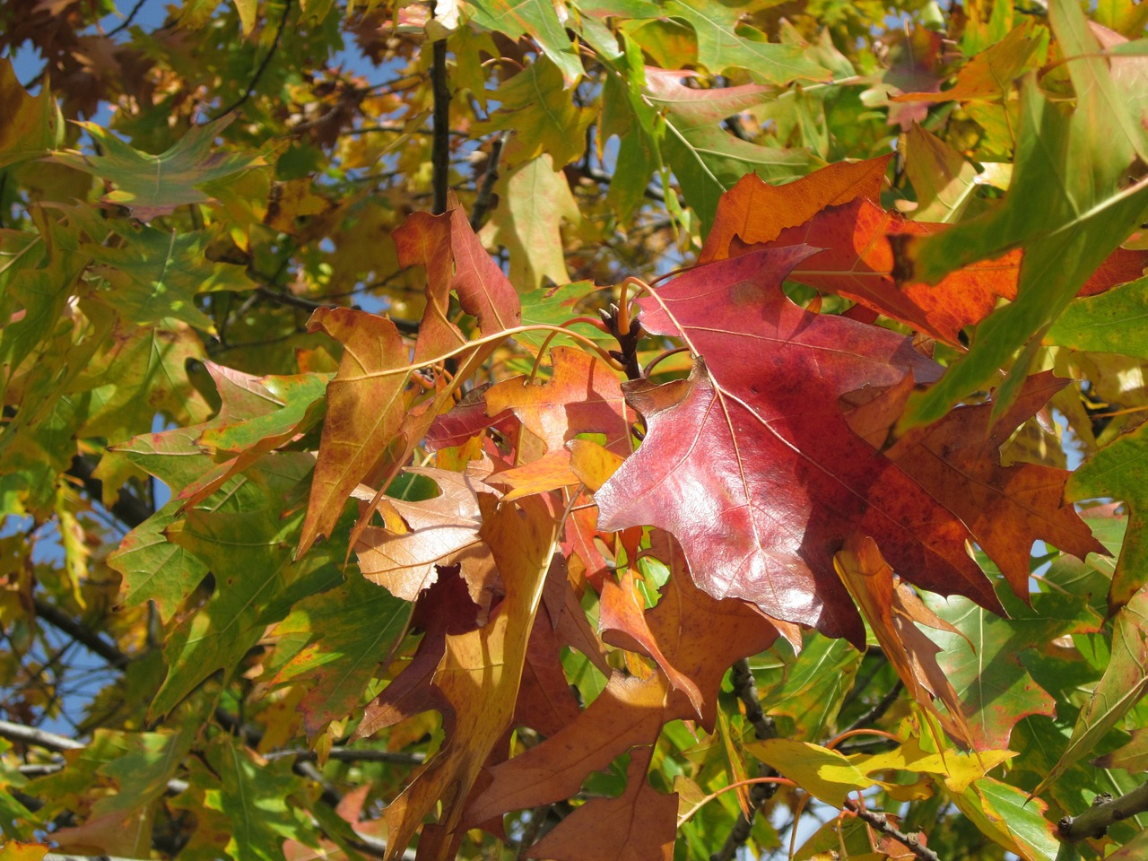 Quercus Rubra,  Šiaurinis Raudonas Ąžuolas,  Čempionas Ąžuolo,  Lapai,  Ruduo,  Lapija,  Medis,  Flora,  Botanika,  Augalas