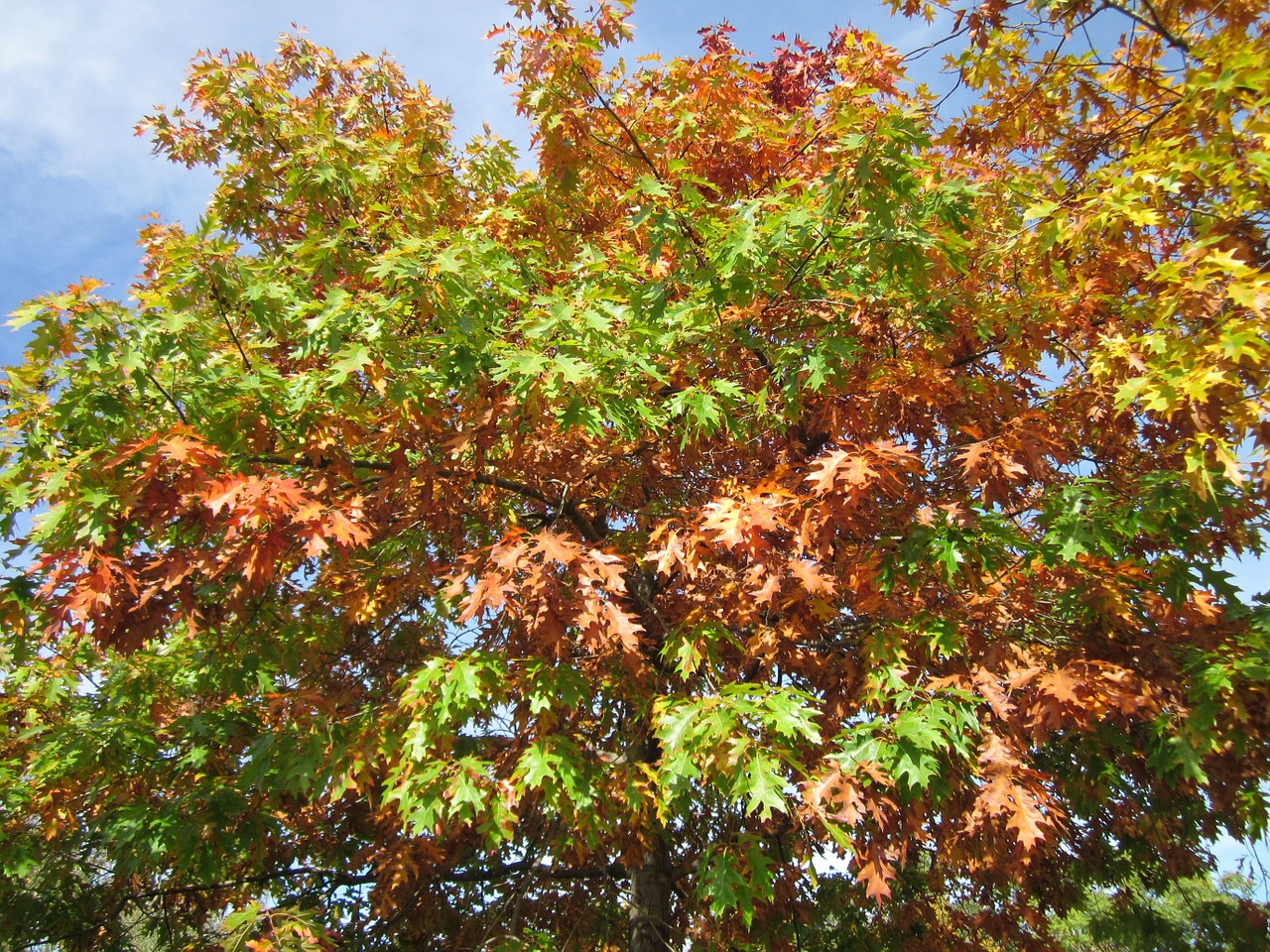 Quercus Rubra,  Šiaurinis Raudonas Ąžuolas,  Čempionas Ąžuolo,  Lapai,  Ruduo,  Lapija,  Medis,  Flora,  Botanika,  Augalas