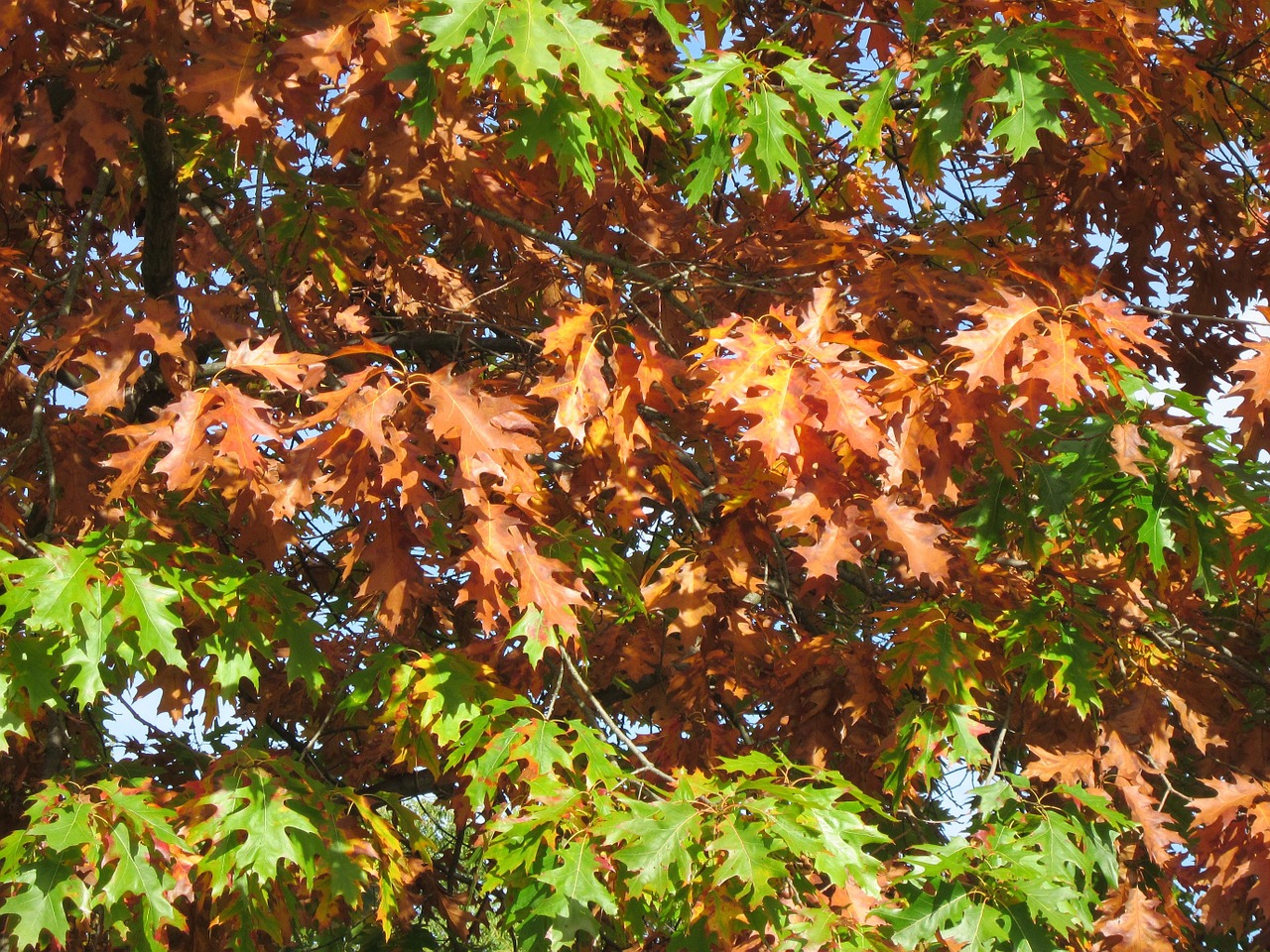 Quercus Rubra,  Šiaurinis Raudonas Ąžuolas,  Čempionas Ąžuolo,  Lapai,  Ruduo,  Lapija,  Medis,  Flora,  Botanika,  Augalas