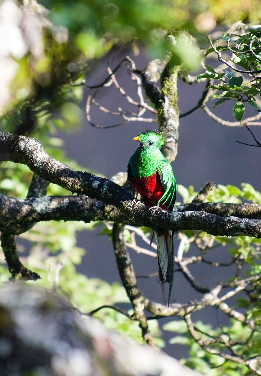 Quetzal, Paukštis, Laukinis Paukštis, Nemokamos Nuotraukos,  Nemokama Licenzija