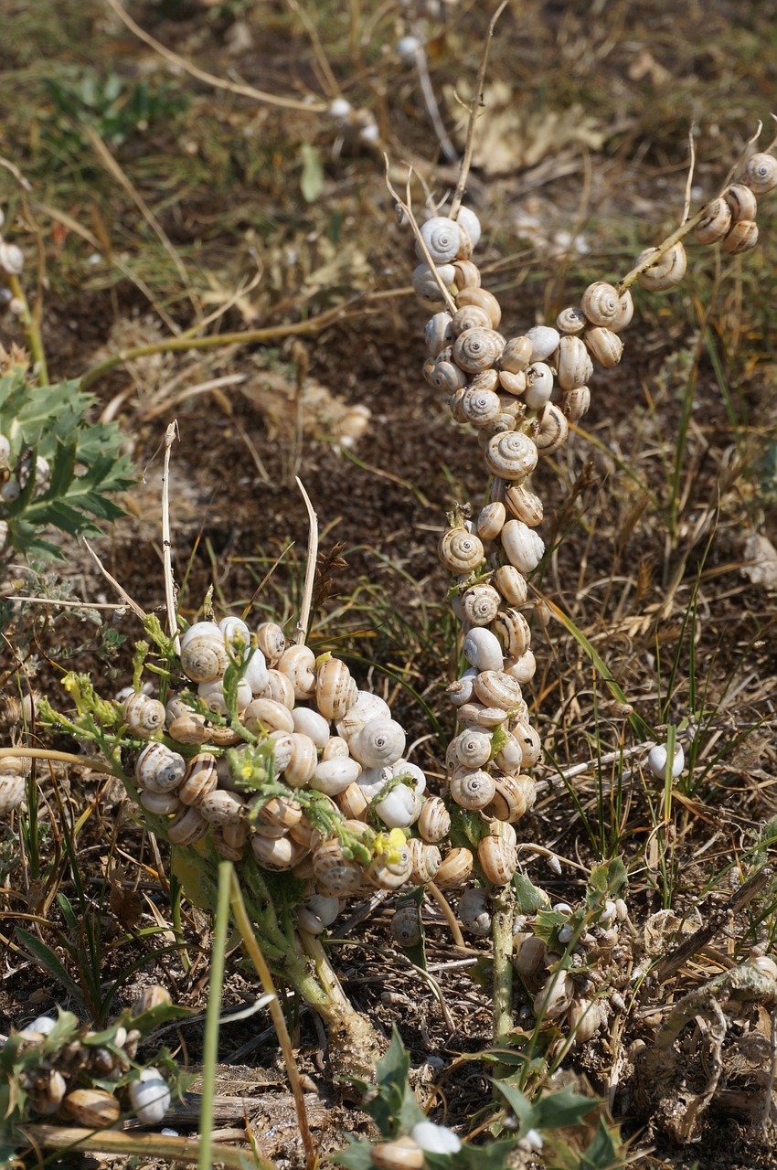 Quiberon, Point De Goulvars, Sraigės, Nemokamos Nuotraukos,  Nemokama Licenzija