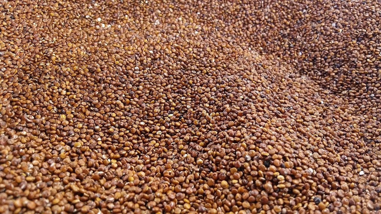 Quinoa, Raudona, Grūdai, Grūdai, Nemokamos Nuotraukos,  Nemokama Licenzija