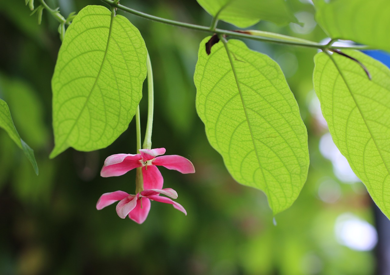 Quisqualis Indica L,  Gėlė,  Rožinis,  Žalias,  Medis,  Palikti,  Pobūdį,  Grožio,  Hanoi,  Vietnamas