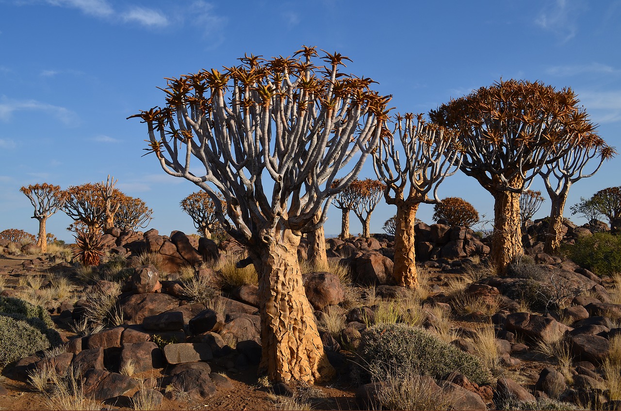 Drožlė Medis, Afrika, Namibija, Kraštovaizdis, Nemokamos Nuotraukos,  Nemokama Licenzija