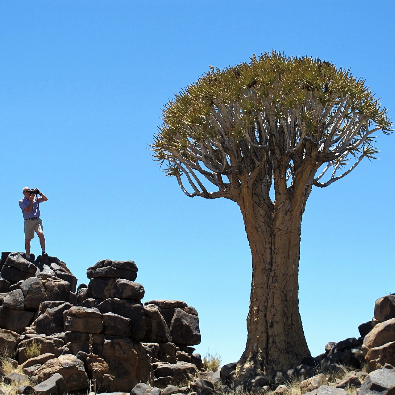 Drožlė Medis, Namibija, Afrika, Medis, Egzotiškas, Nemokamos Nuotraukos,  Nemokama Licenzija