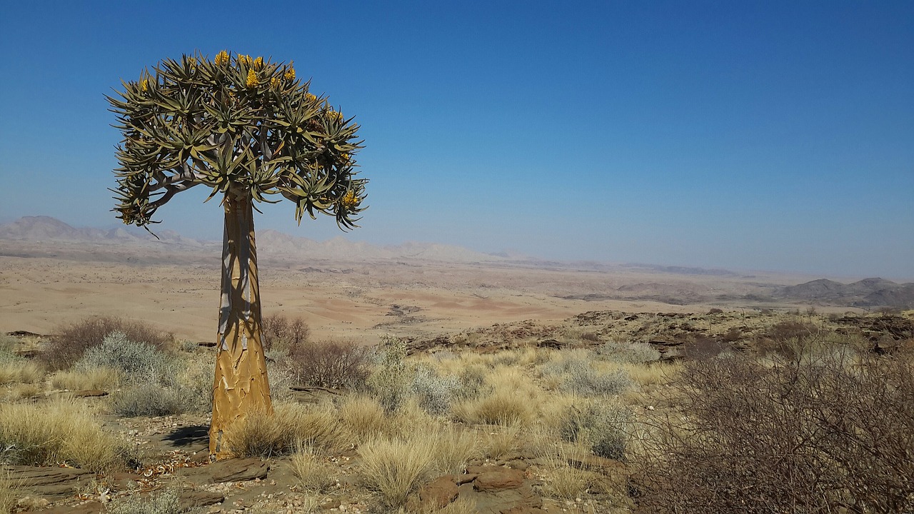 Drožlė Medis, Namibija, Tūkstančio Kalvų Slėnis, Strėlinė, Afrika, Dykuma, Dichotoma, Kraštovaizdis, Medis, Gamta