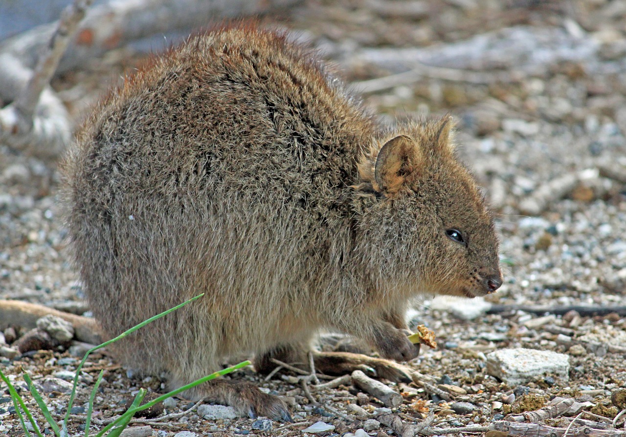 Kukka, Marsupial, Kengūra, Vakarų Australija, Rottnest Sala, Marsupial Rūšys, Trumpas Uodega, Nemokamos Nuotraukos,  Nemokama Licenzija